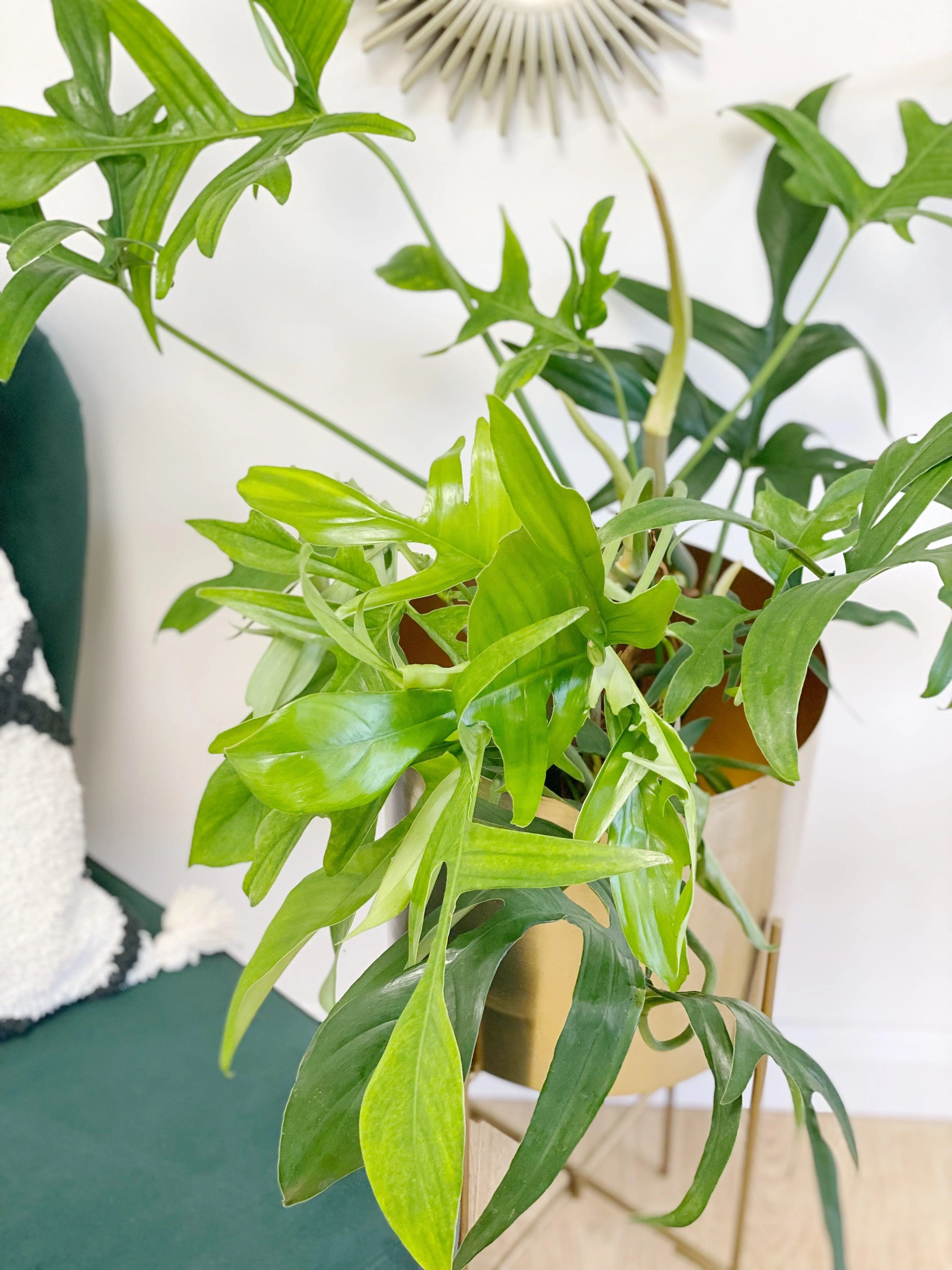 Philodendron Pedatum Glad Hands
