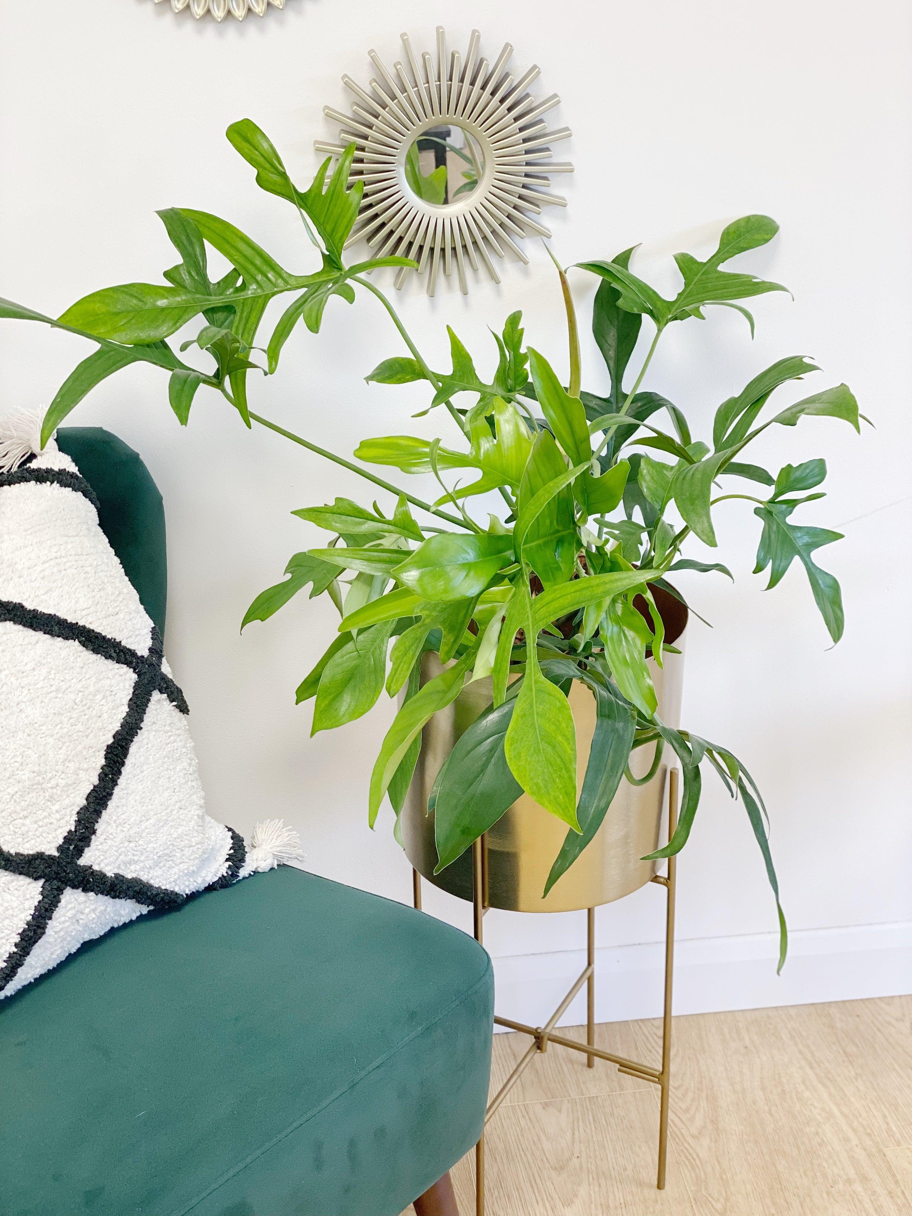 Philodendron Pedatum Glad Hands - Image 2