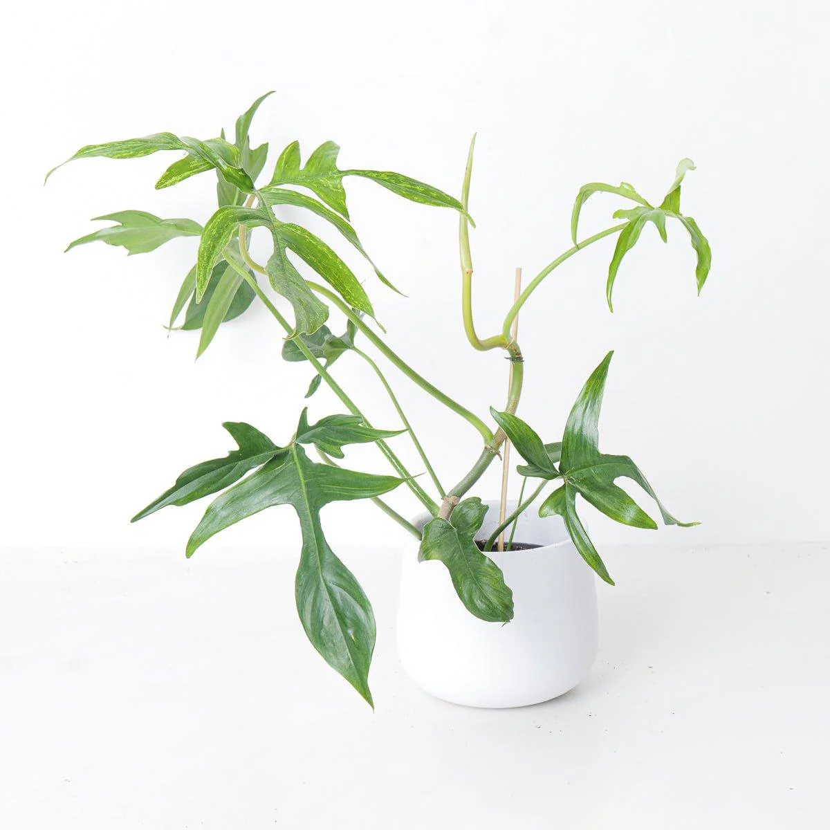 Philodendron Pedatum Glad Hands - Image 3