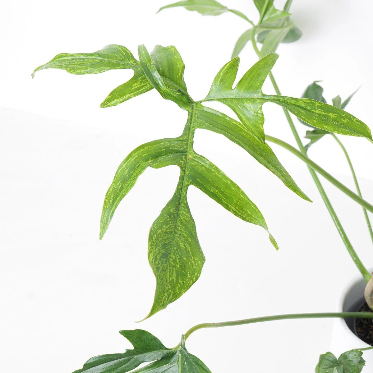 Philodendron Pedatum Glad Hands - Image 4