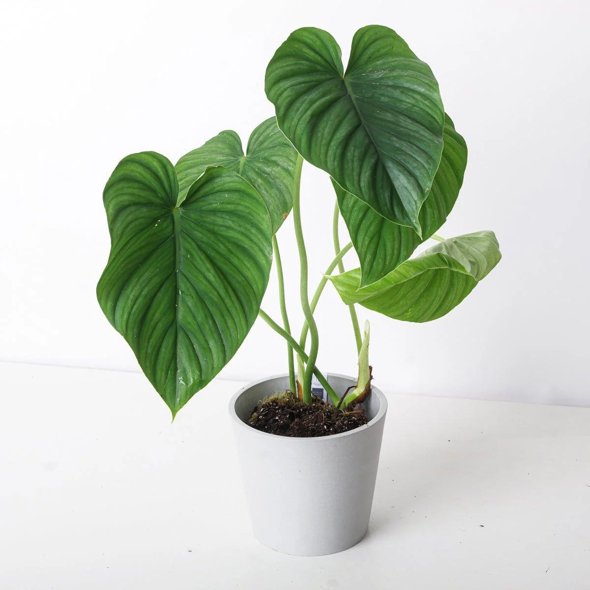 Philodendron peltatum