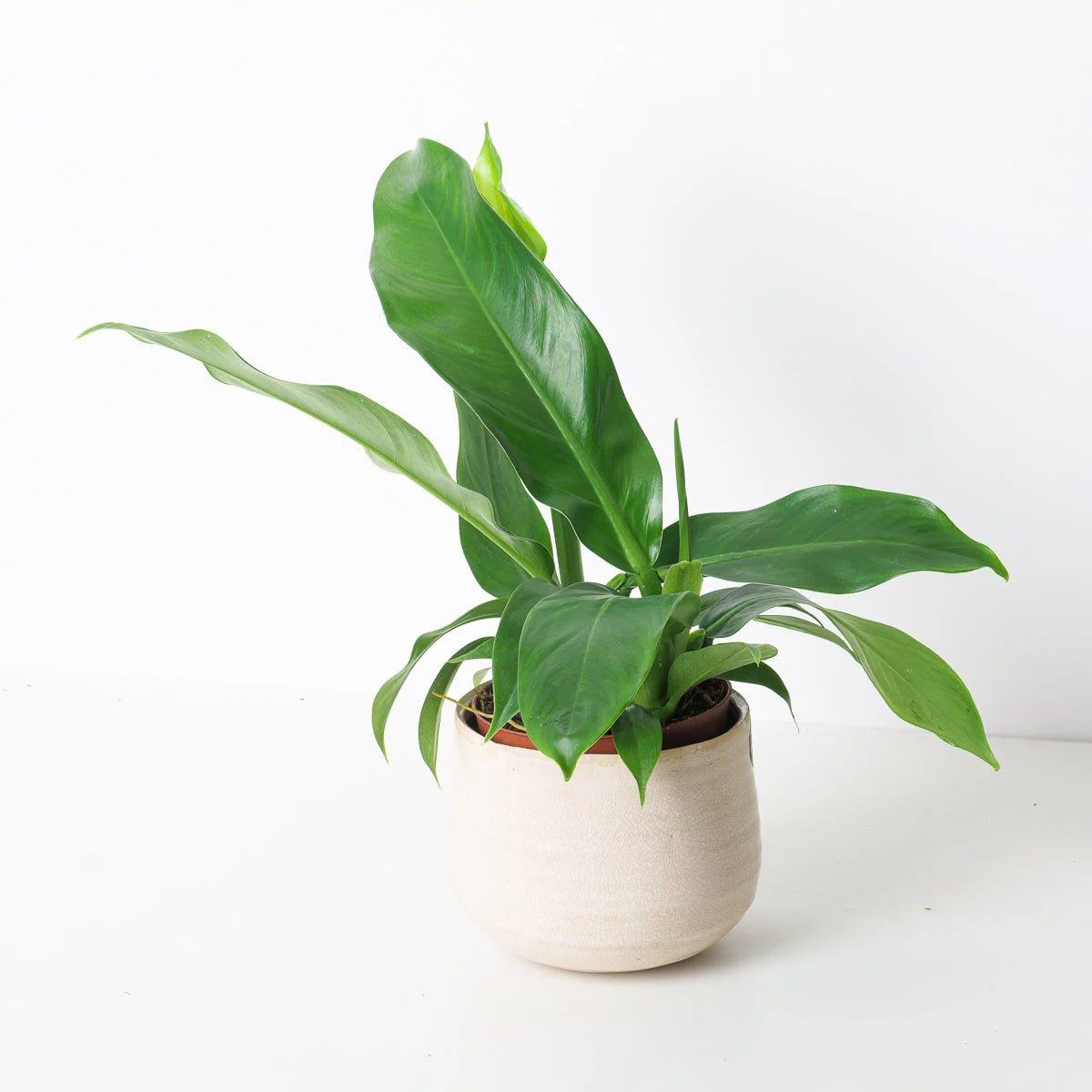 Philodendron pendulatum