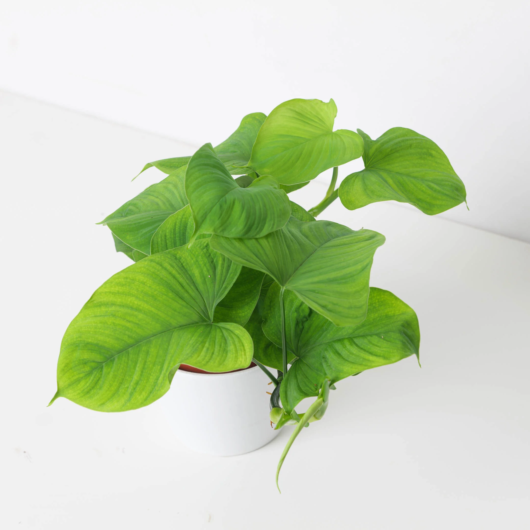 Philodendron Fibraecataphyllum