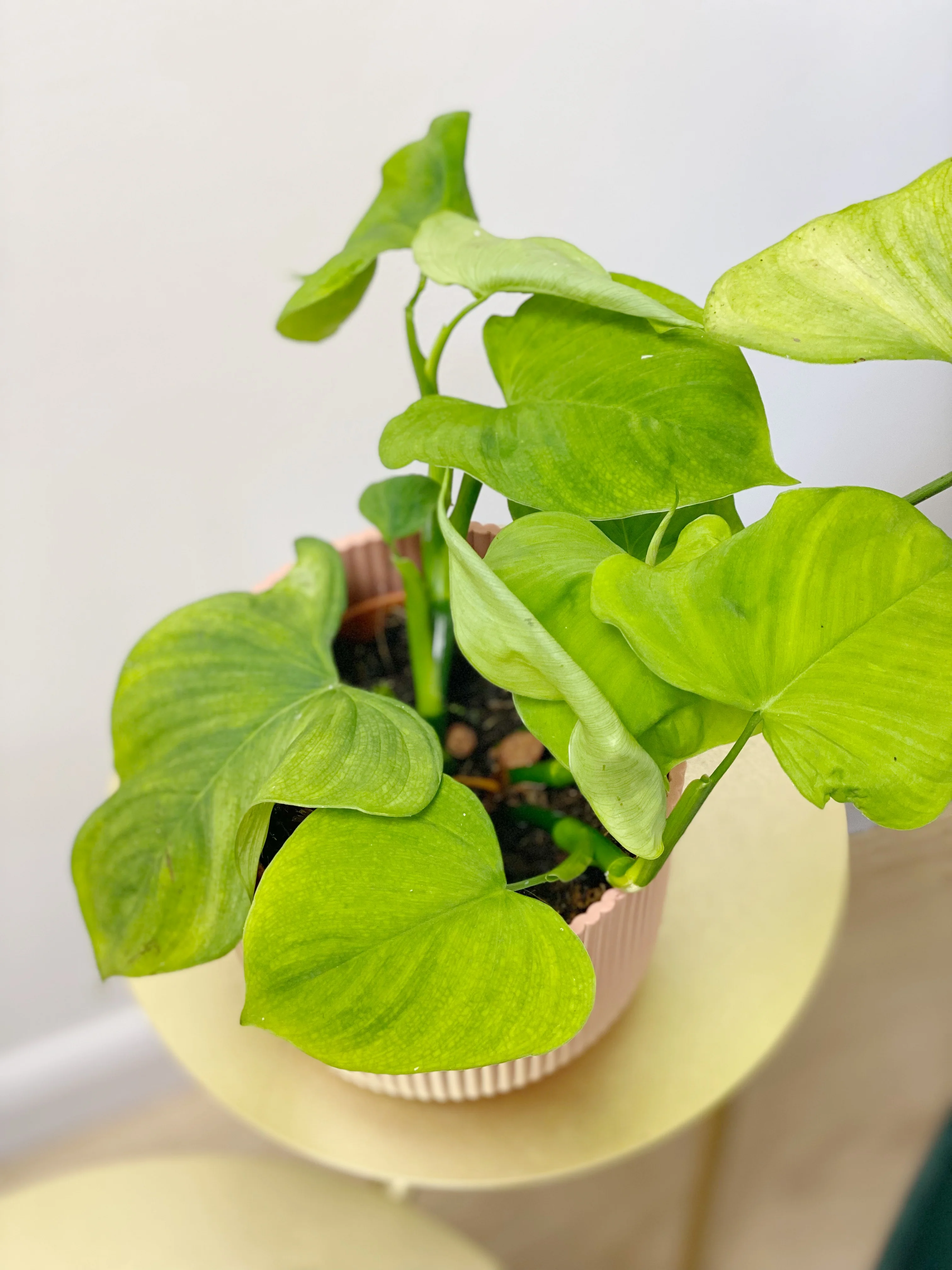 Philodendron Fibraecataphyllum - Image 2