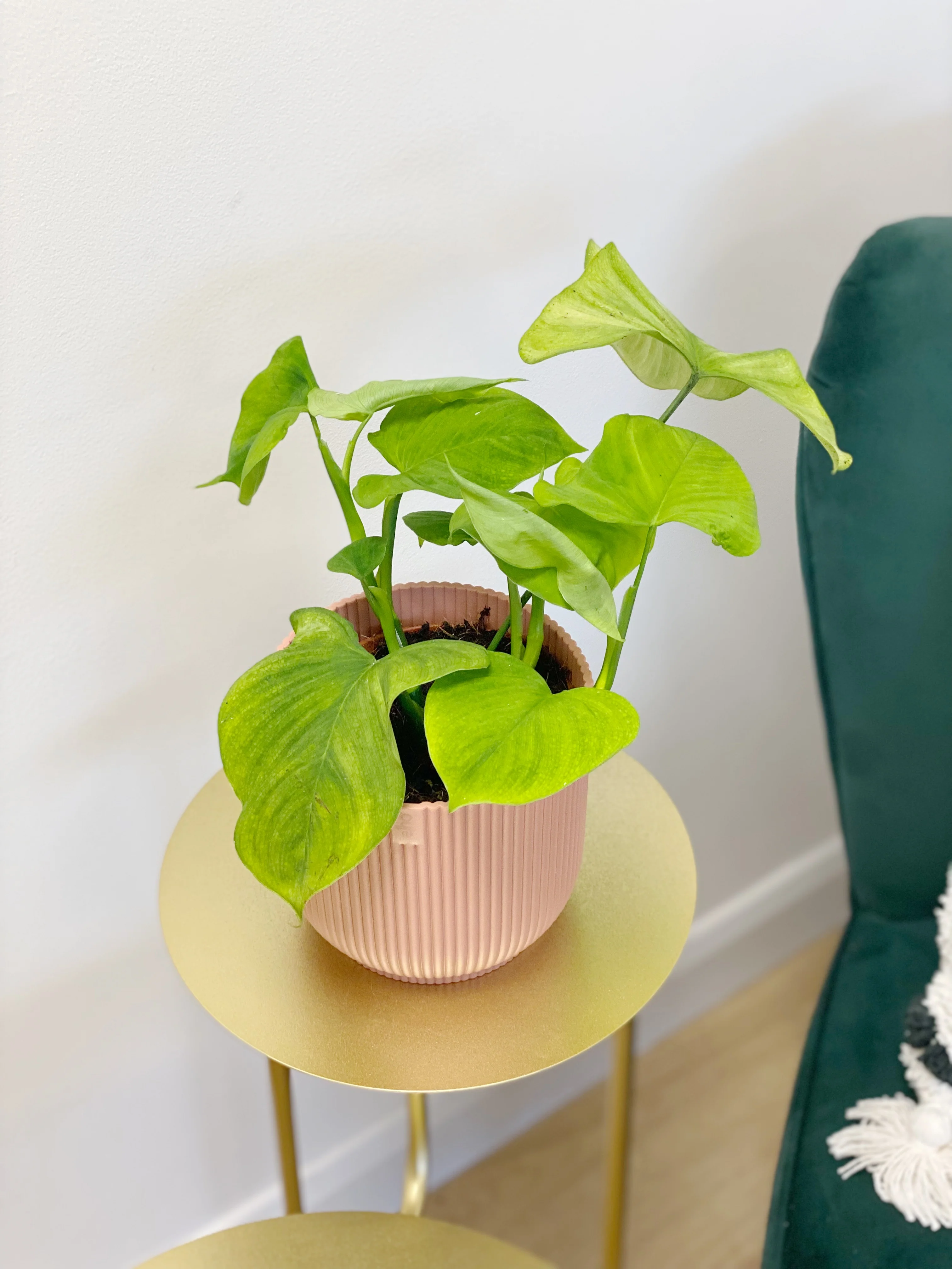 Philodendron Fibraecataphyllum - Image 3