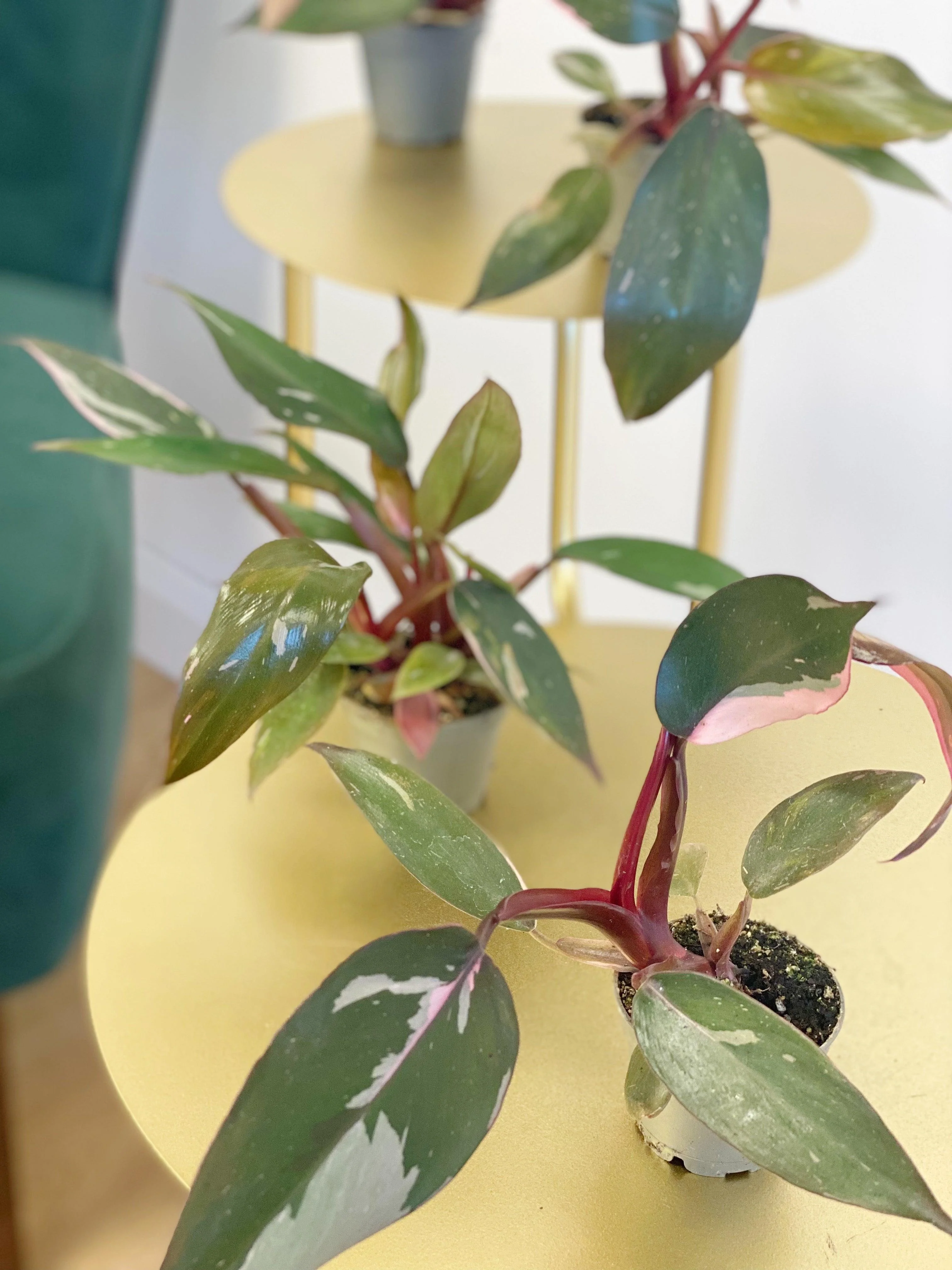 Philodendron Pink Princess - Image 3