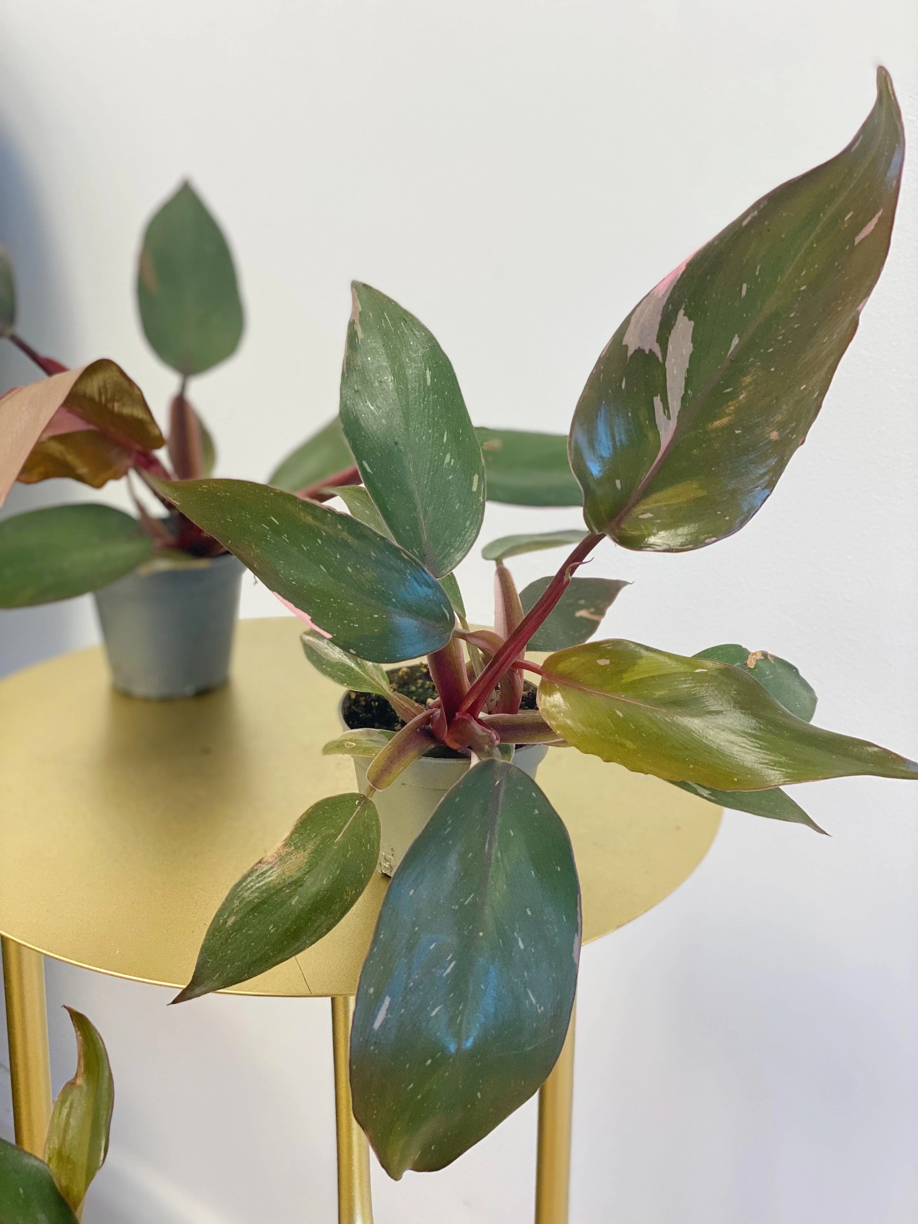 Philodendron Pink Princess - Image 4