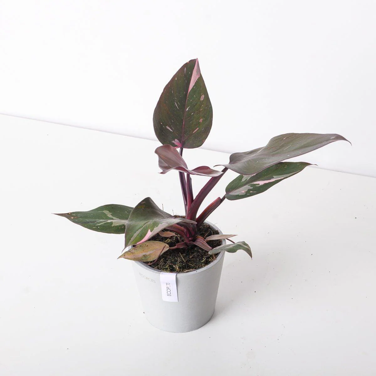 Philodendron Pink Princess - Image 5