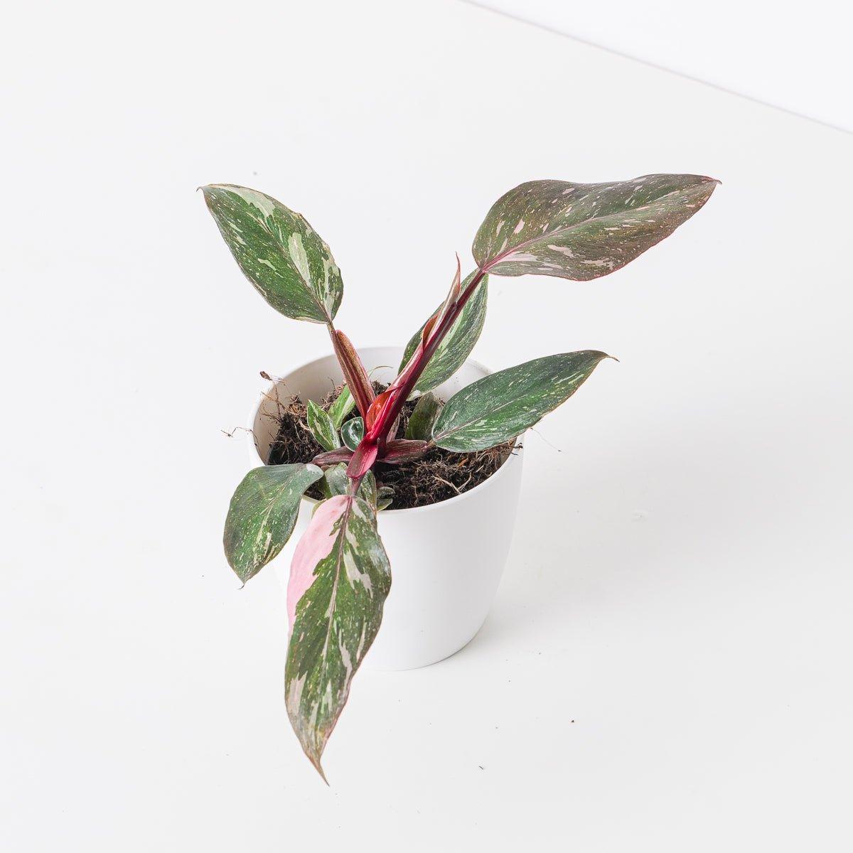 Philodendron Pink Princess - Image 6