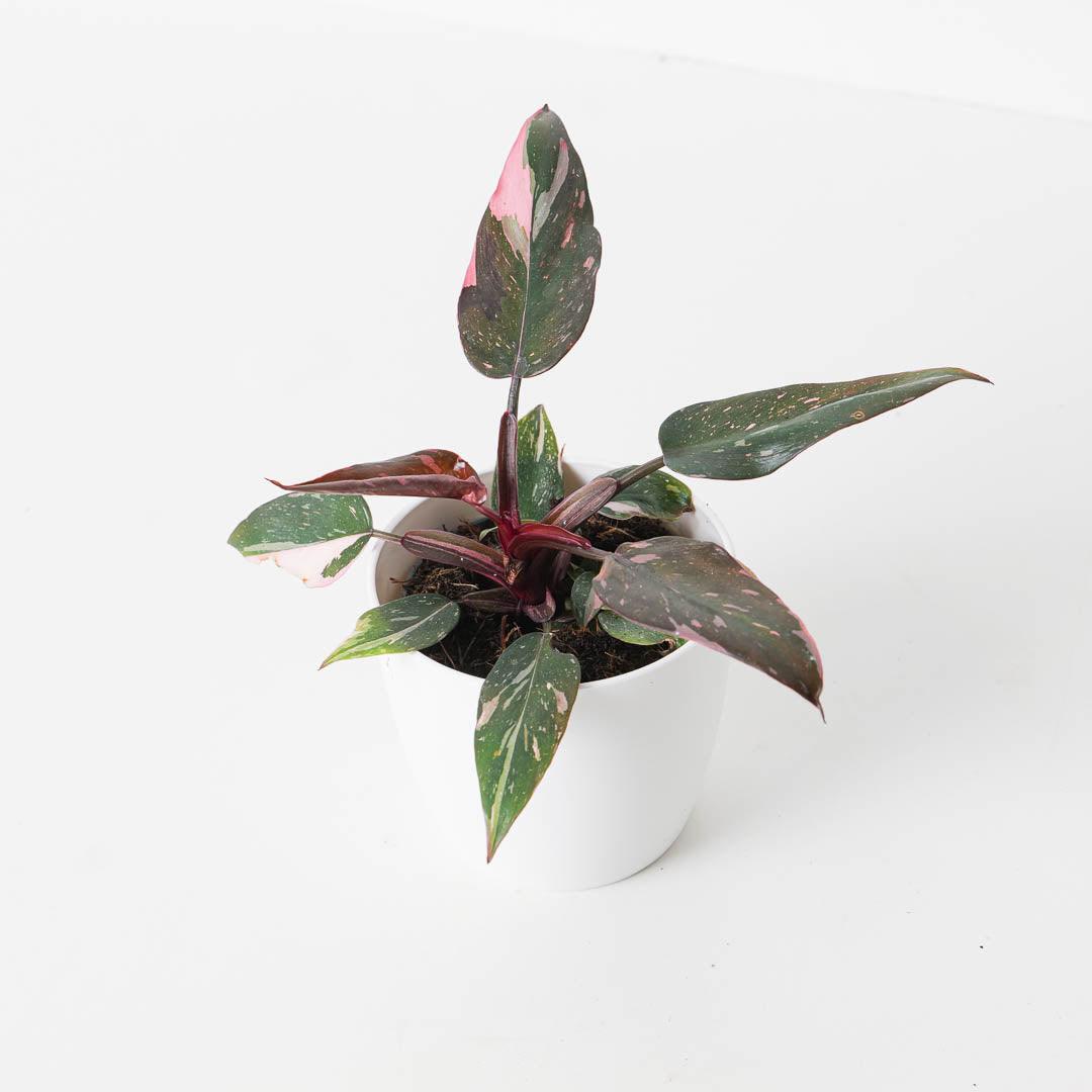 Philodendron Pink Princess 'Marble'