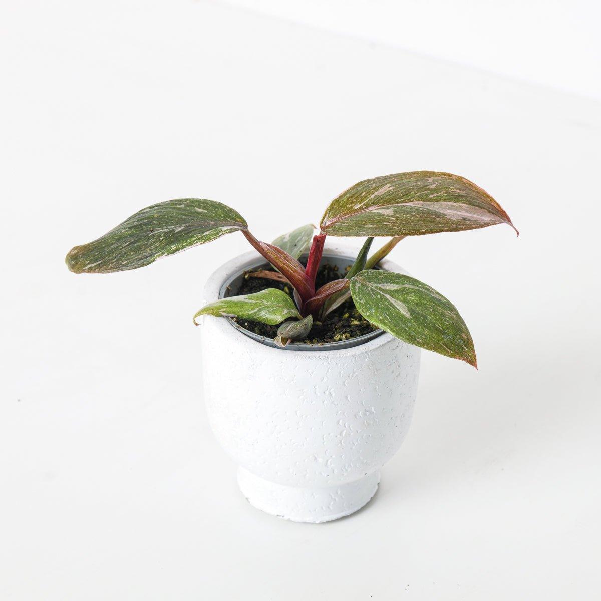Philodendron Pink Princess 'Marble' - Image 2