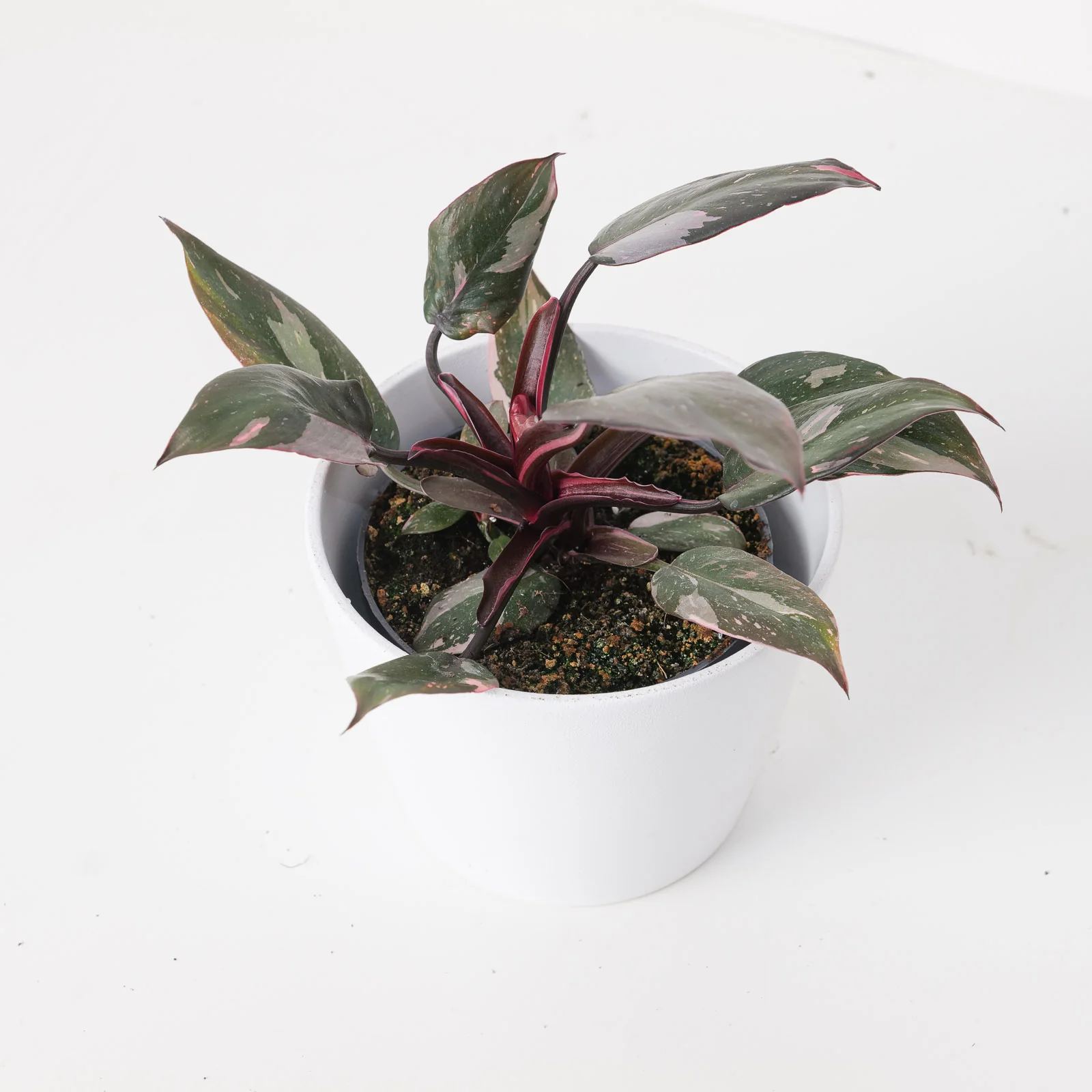 Philodendron Pink Princess 'Marble' - Image 3