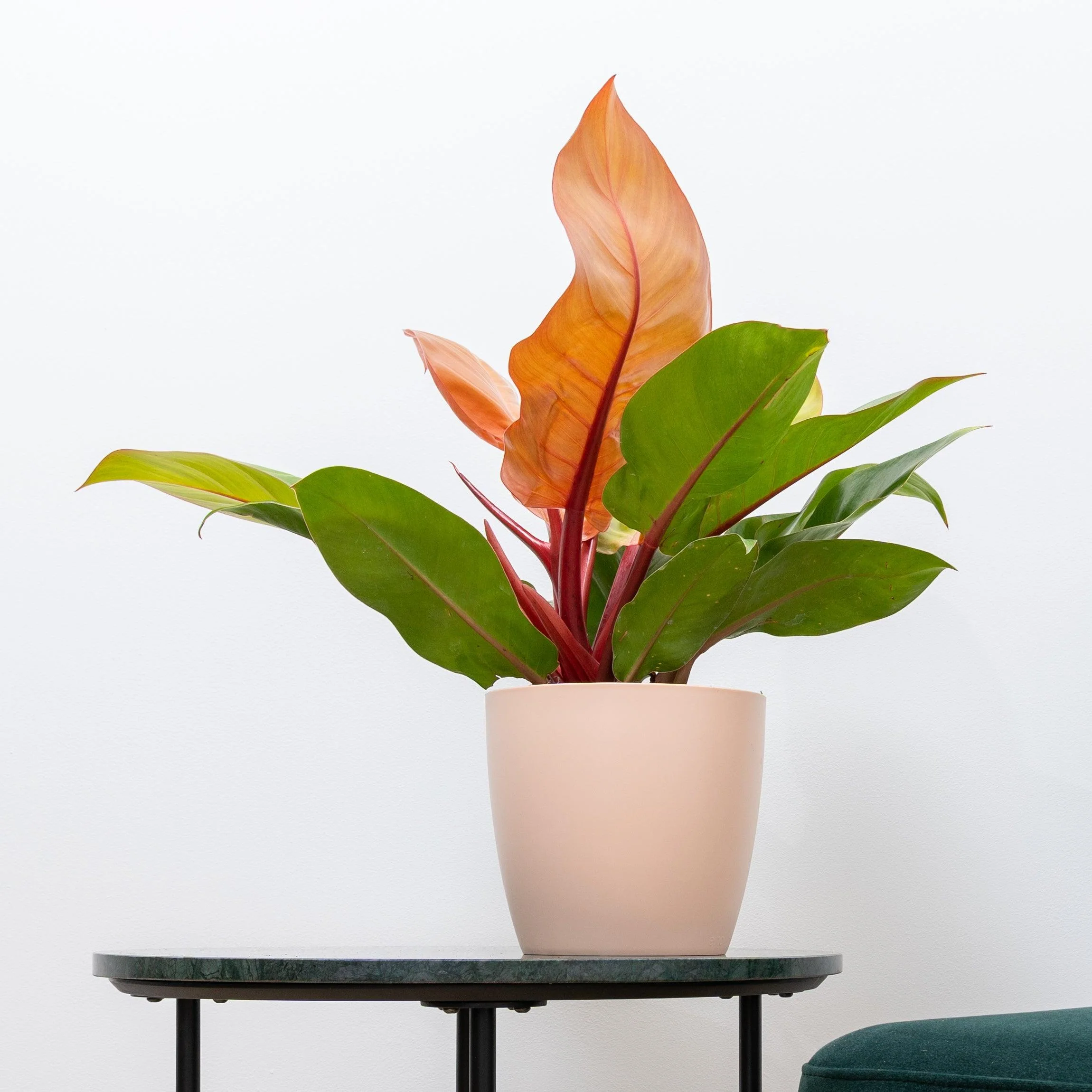 Philodendron Prince of Orange