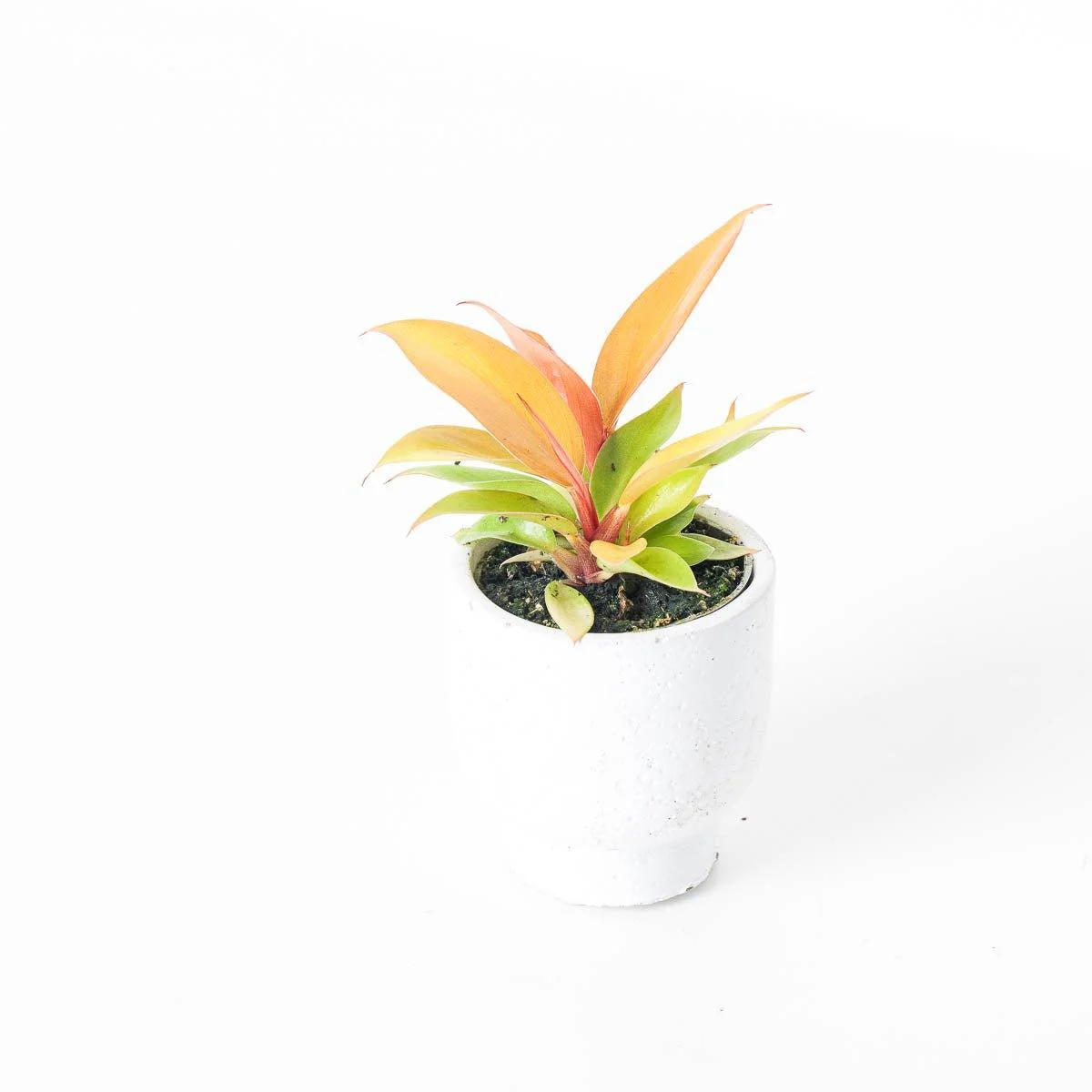 Philodendron Prince of Orange - Image 2