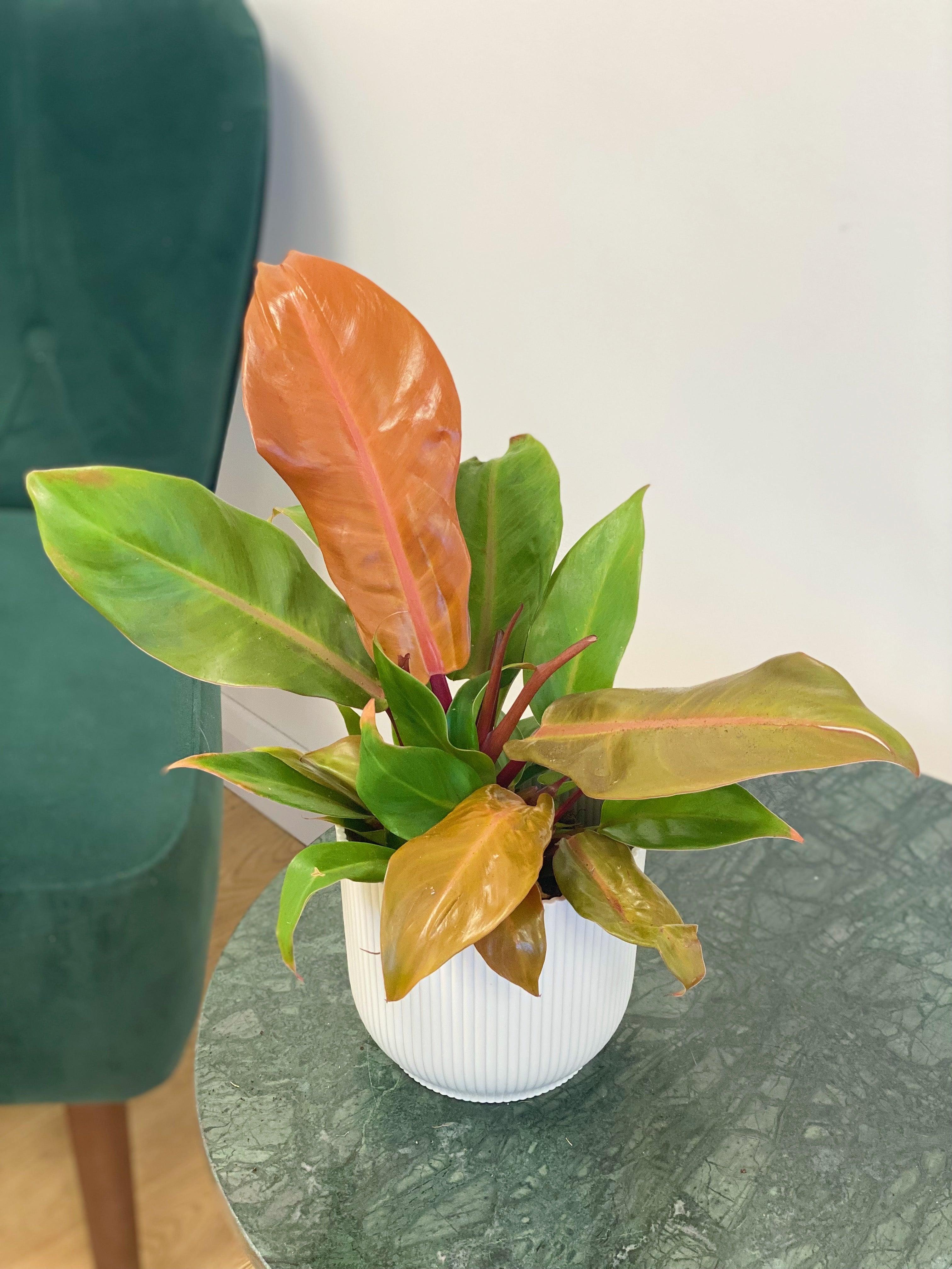 Philodendron Prince of Orange - Image 3