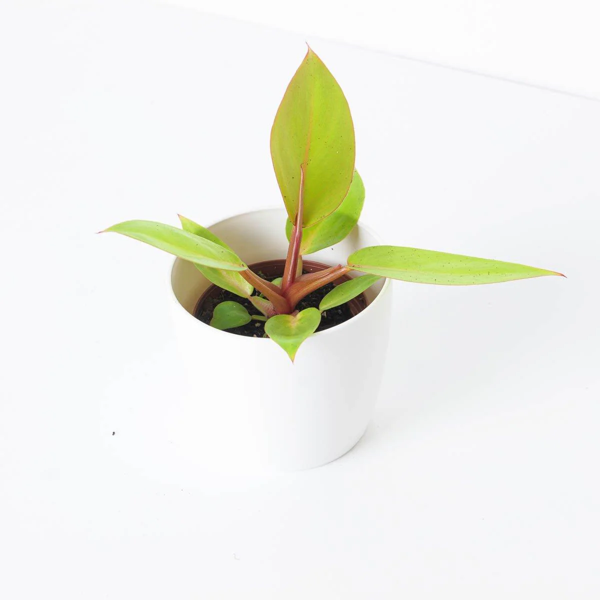 Philodendron Prince of Orange - Image 4