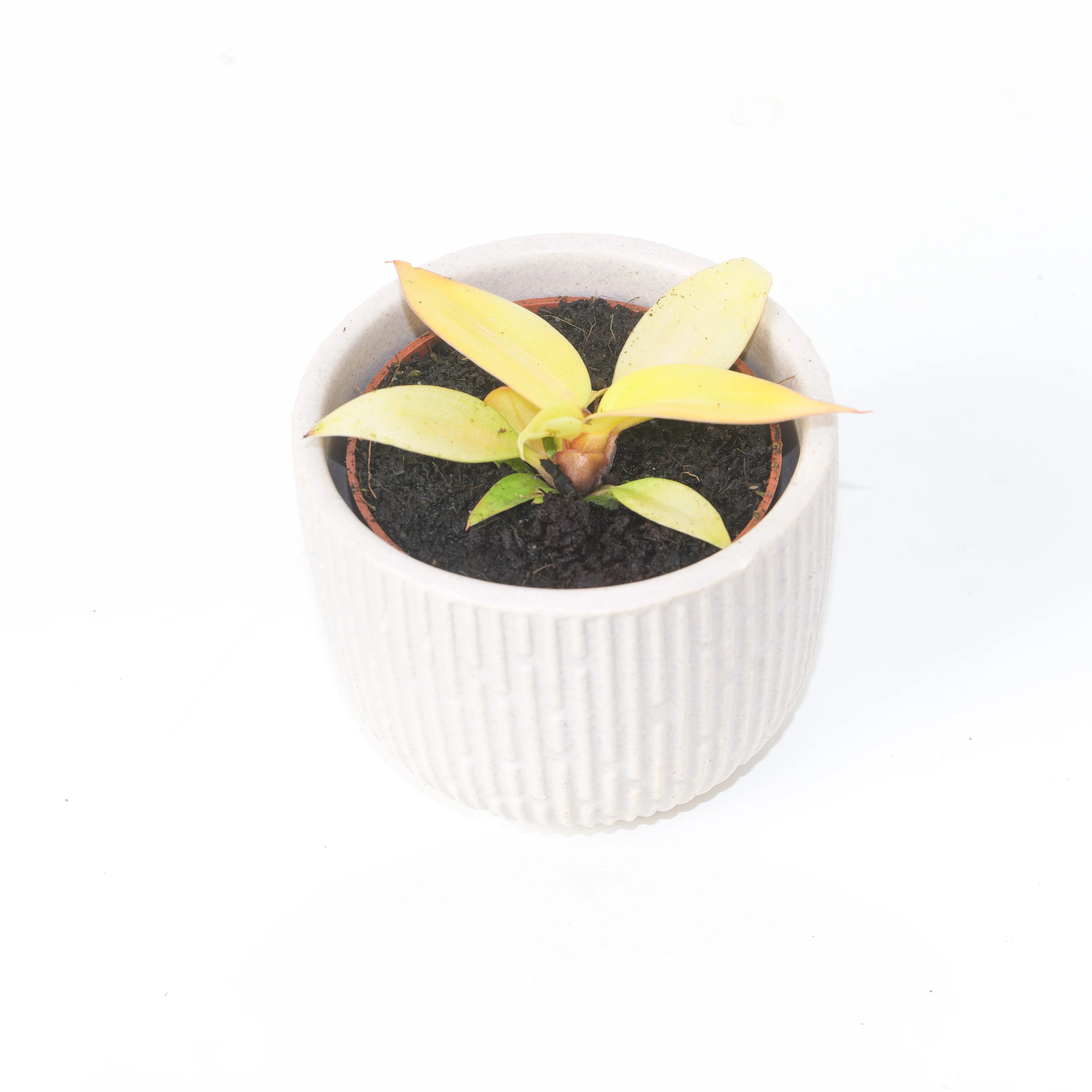 Philodendron Prince of Orange - Image 5