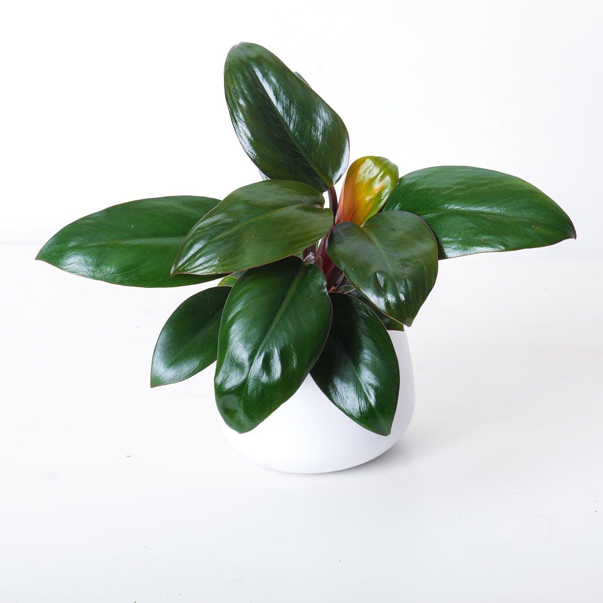 Philodendron Purple Congo