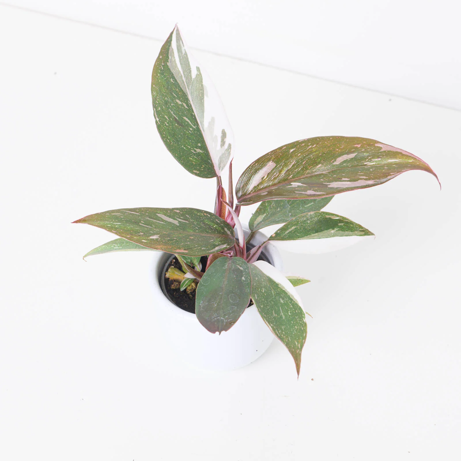 Philodendron Red Anderson