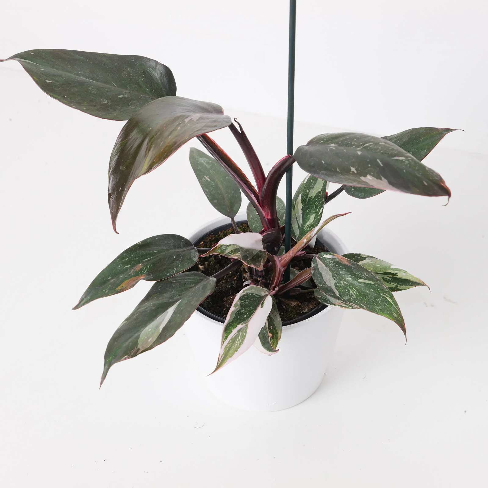 Philodendron Red Anderson - Image 2