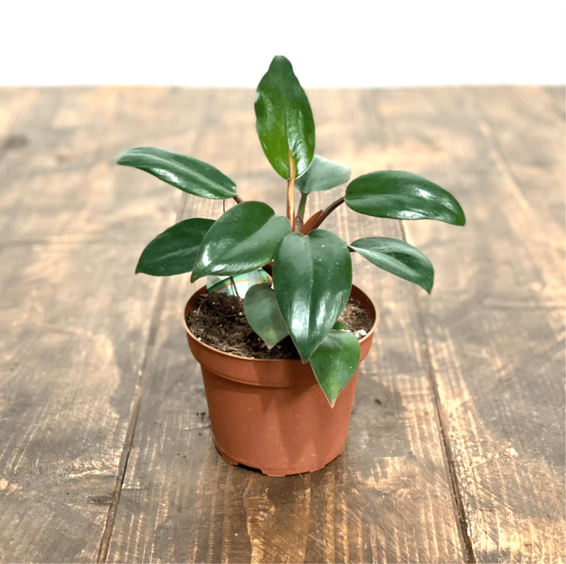 Philodendron Red Congo