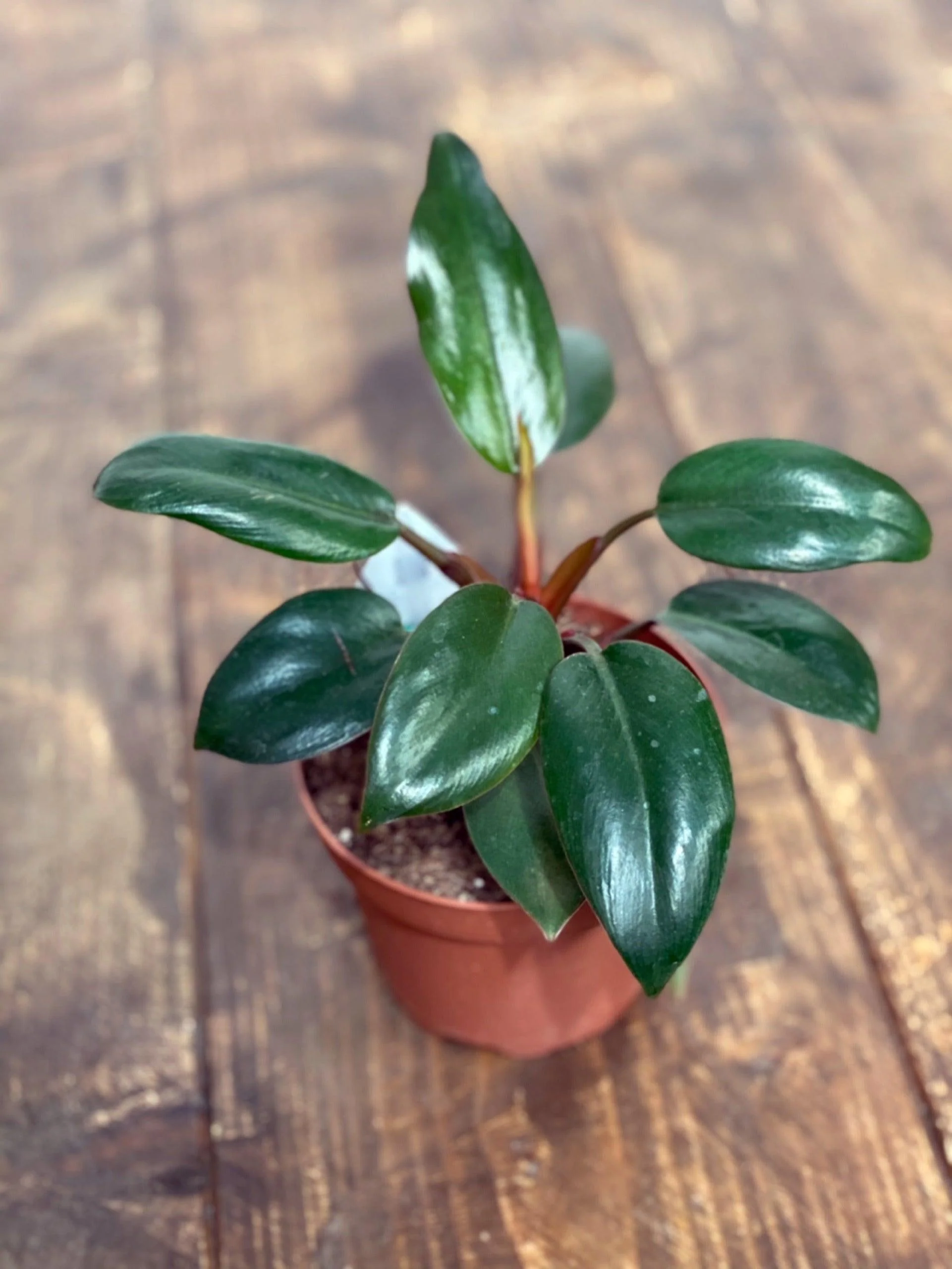 Philodendron Red Congo - Image 2