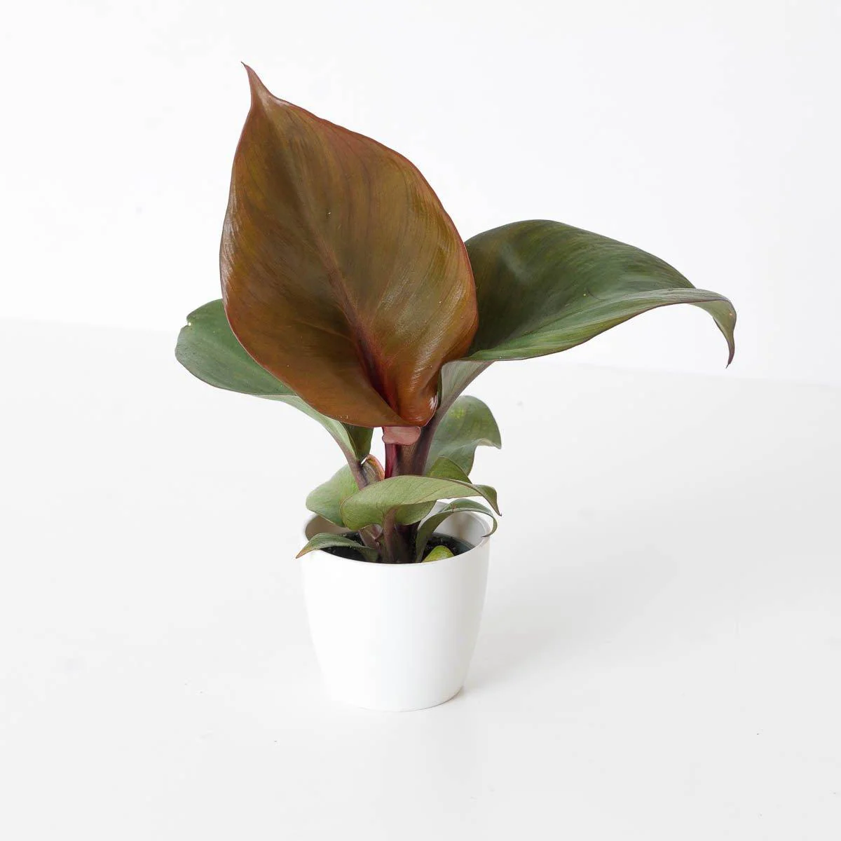 Philodendron Red Heart