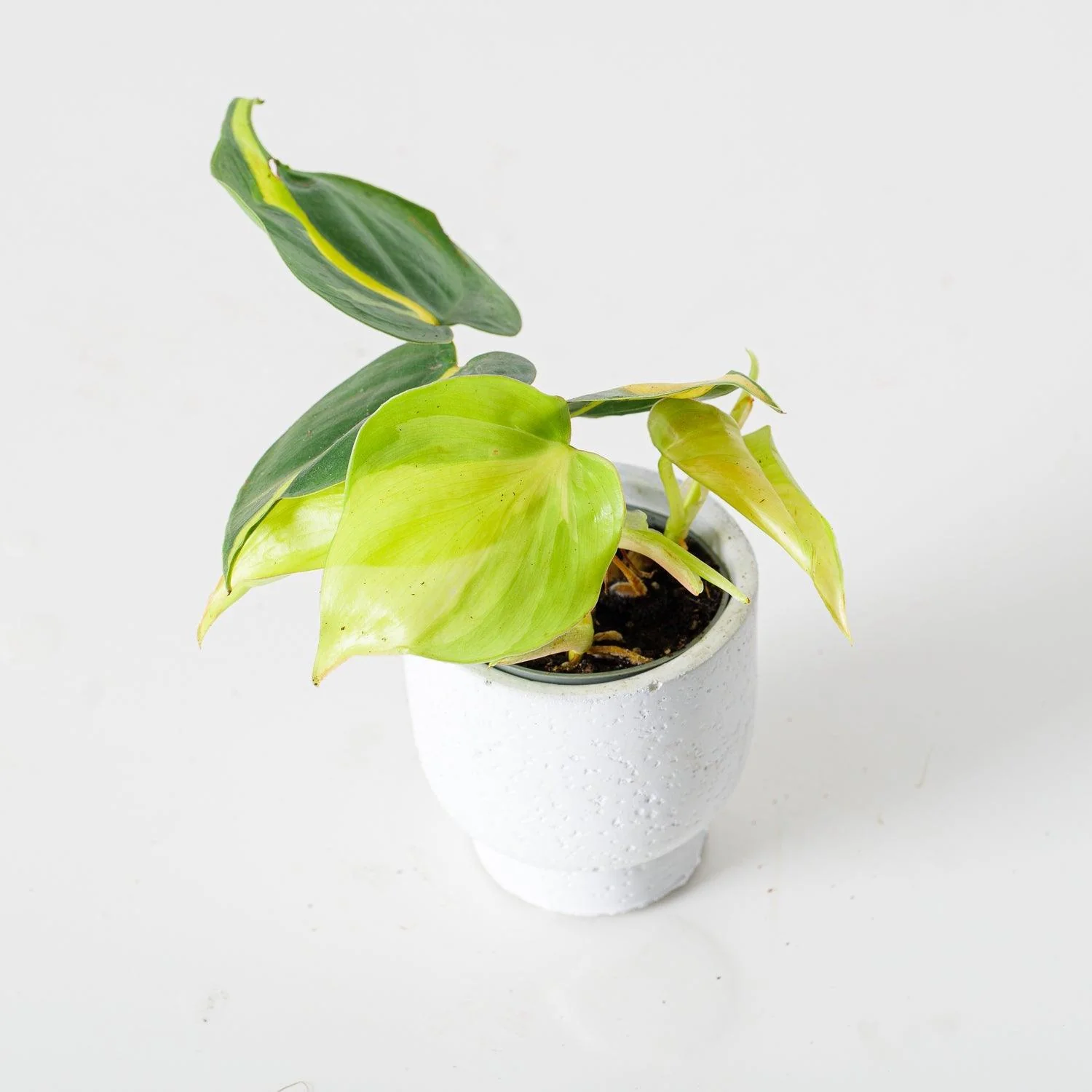 Philodendron Scandens Brasil - Image 3