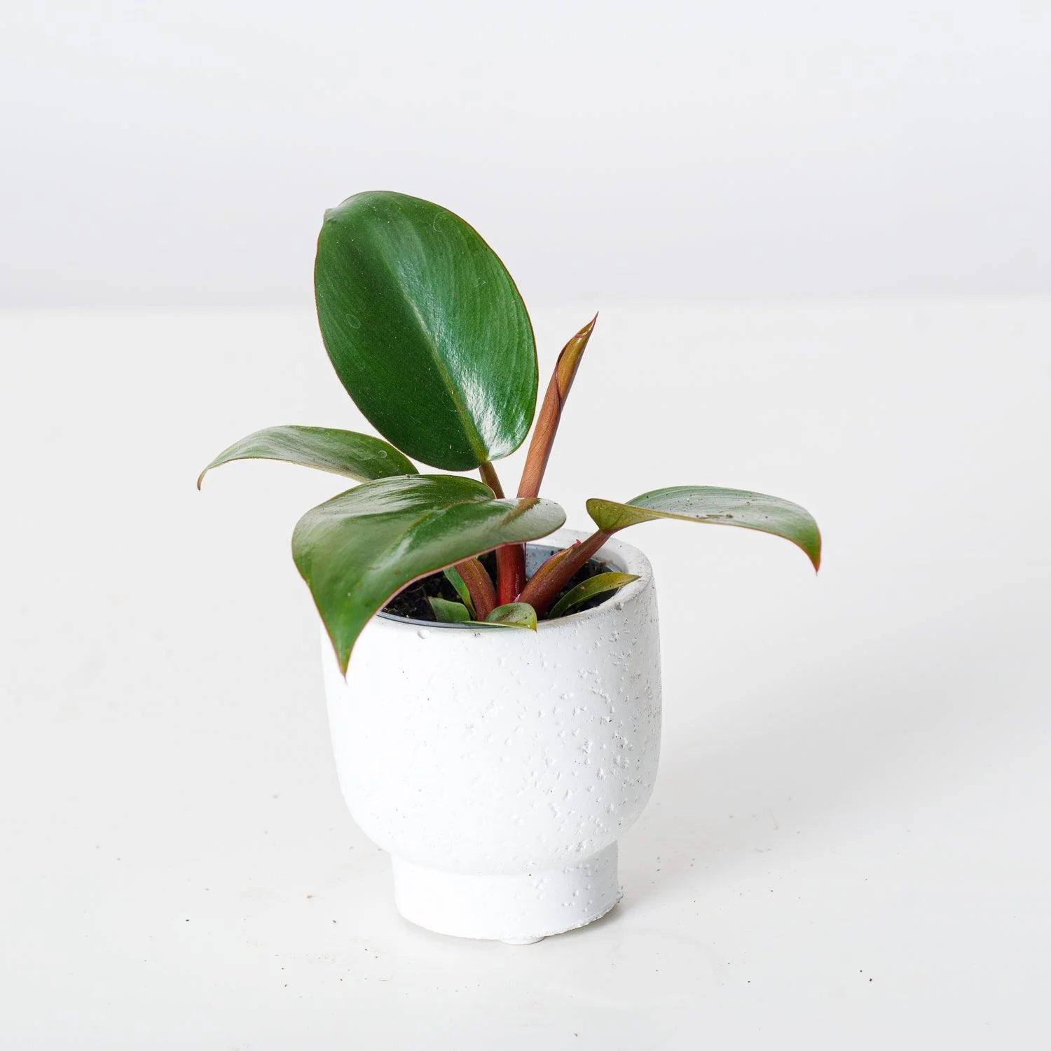 Philodendron Rojo Congo