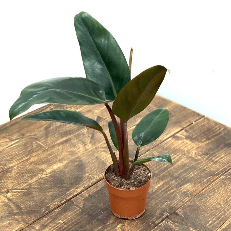 Philodendron Rojo Congo - Image 2