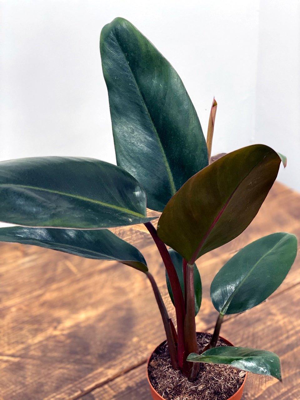 Philodendron Rojo Congo - Image 3