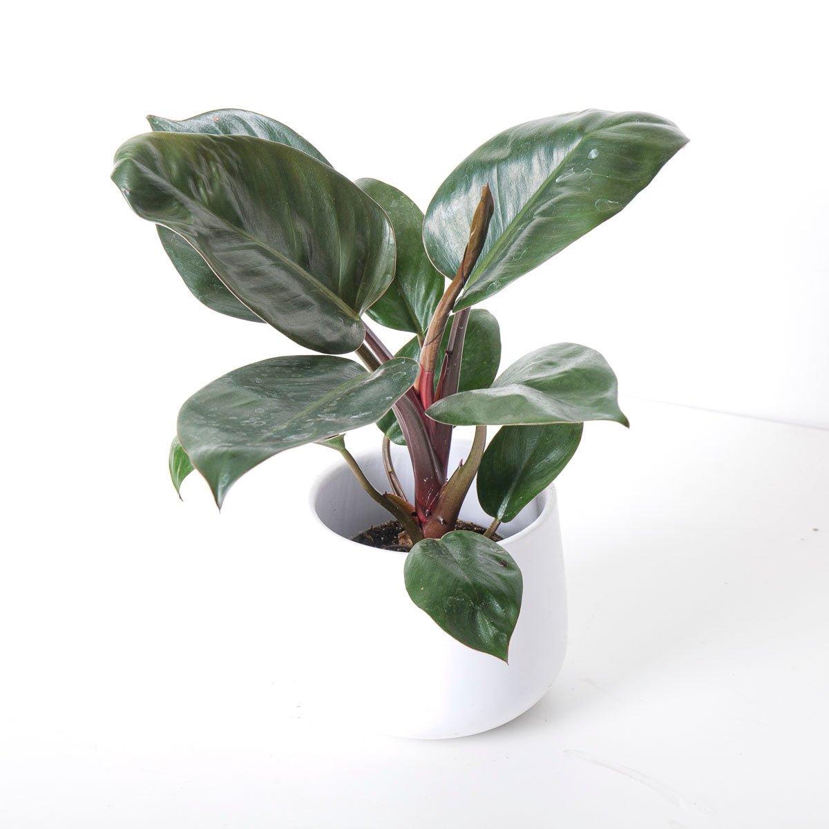 Philodendron Rojo Congo - Image 4