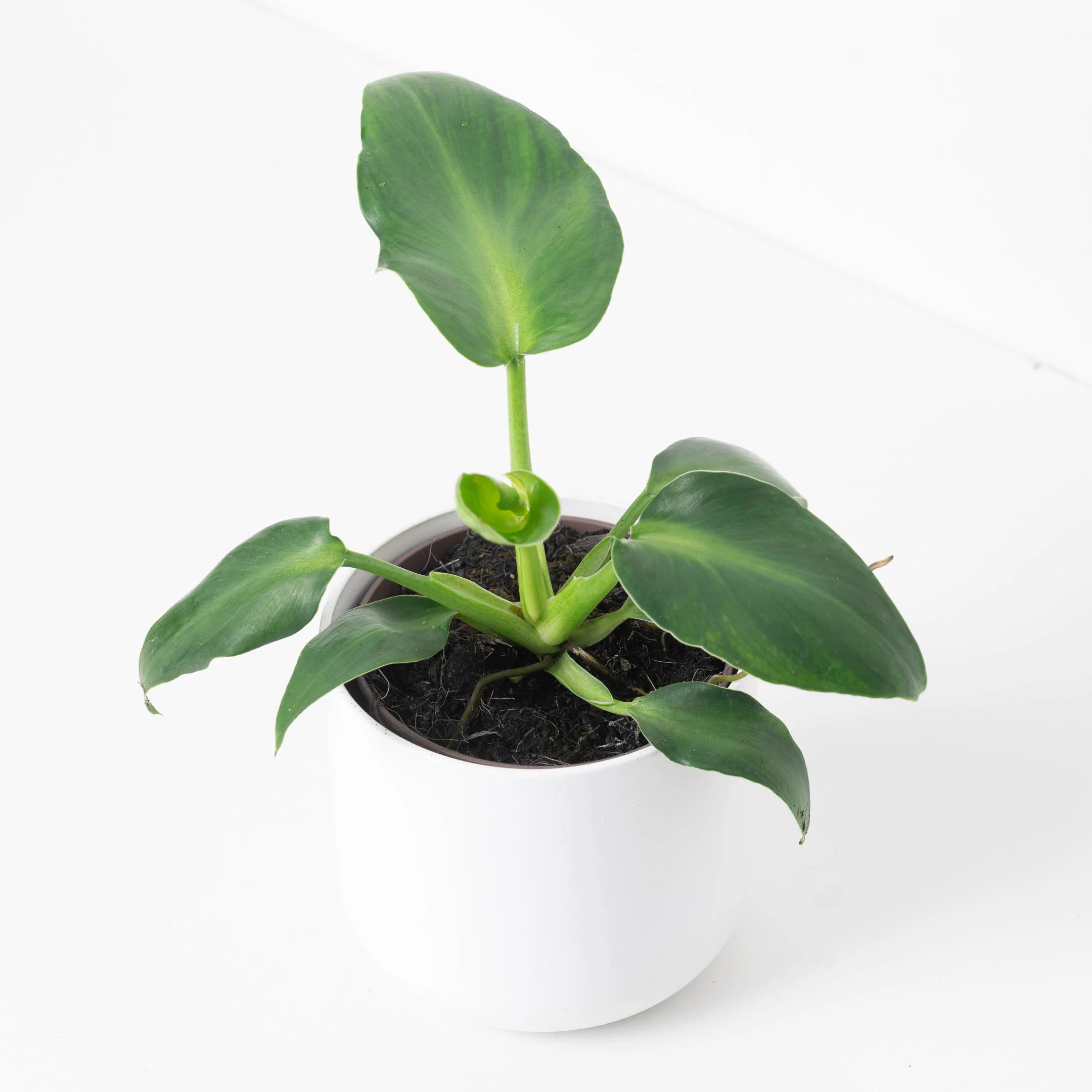 Philodendron rugosum 'Abberant Form'