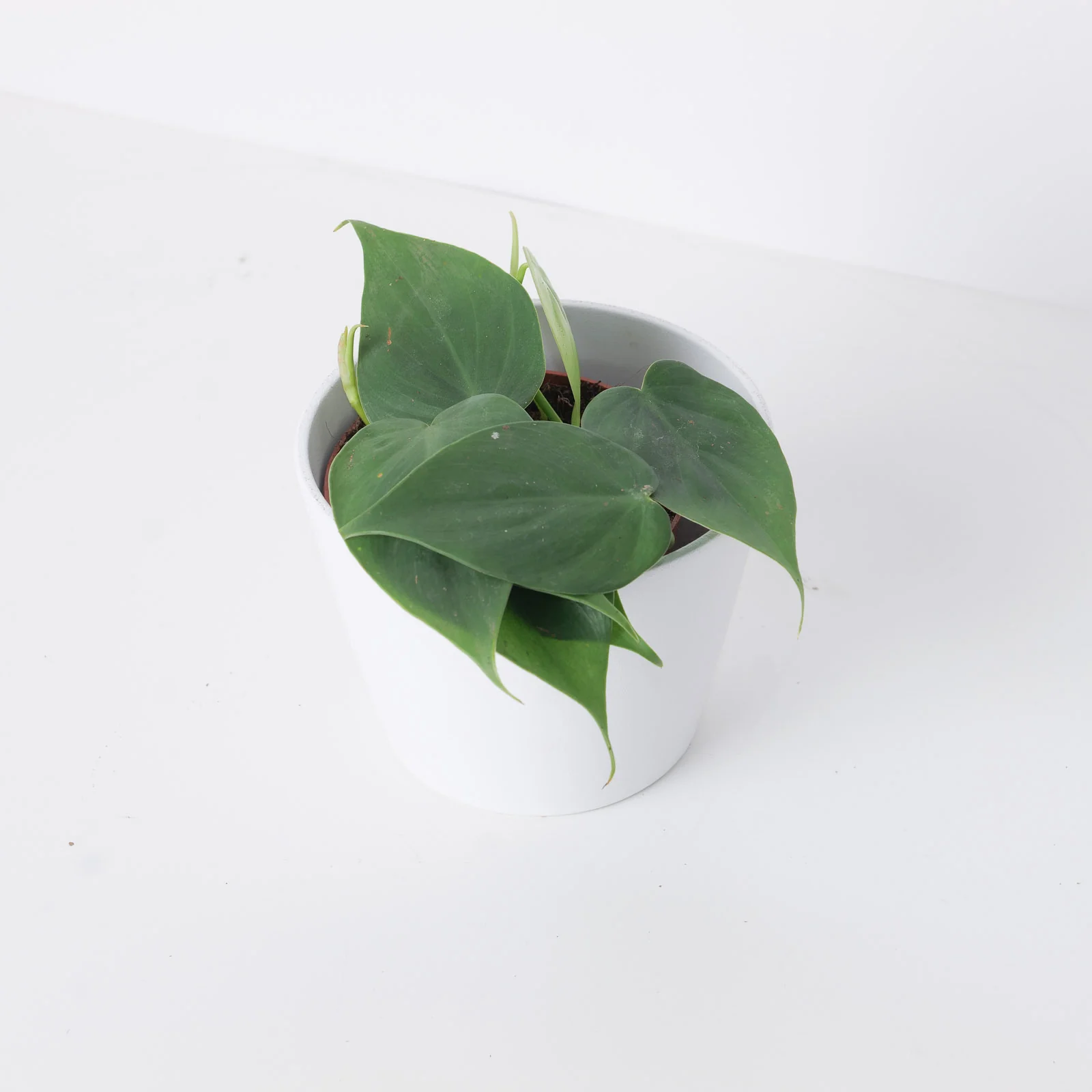 Philodendron Scandens