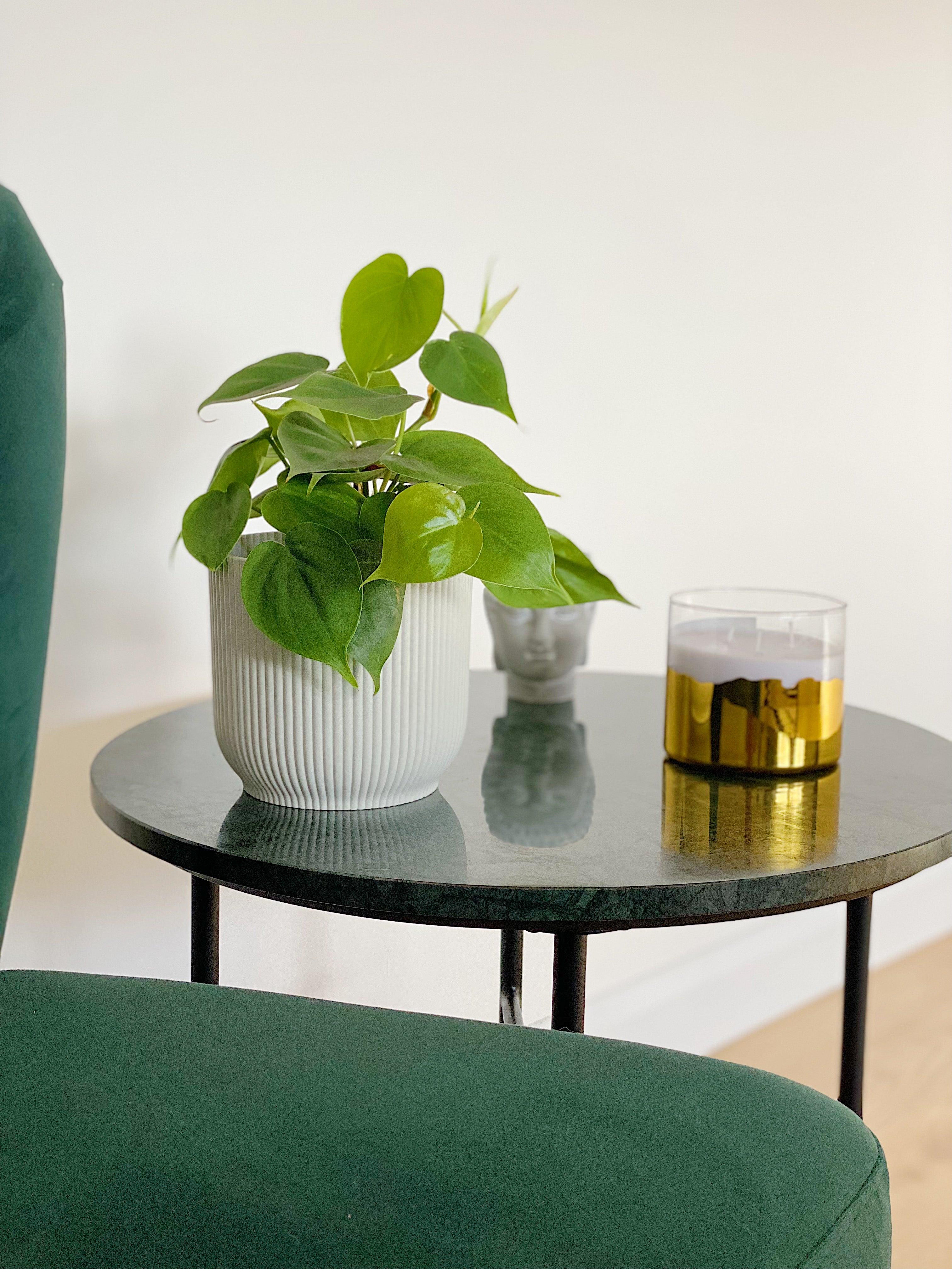 Philodendron Scandens - Image 2