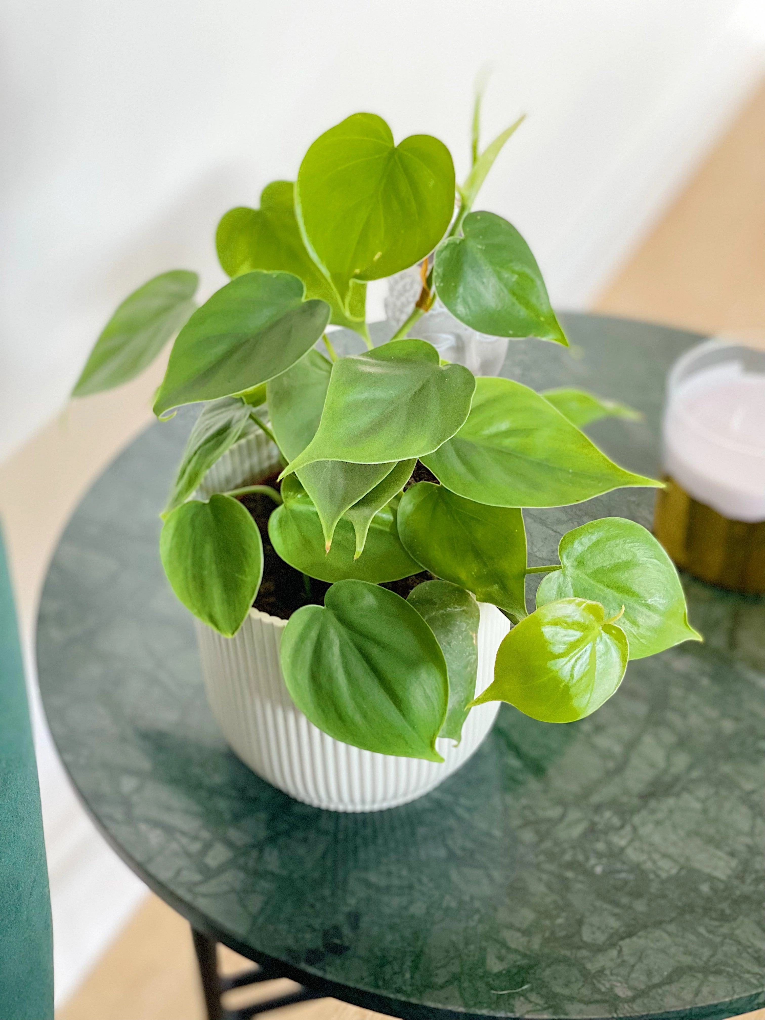 Philodendron Scandens - Image 3