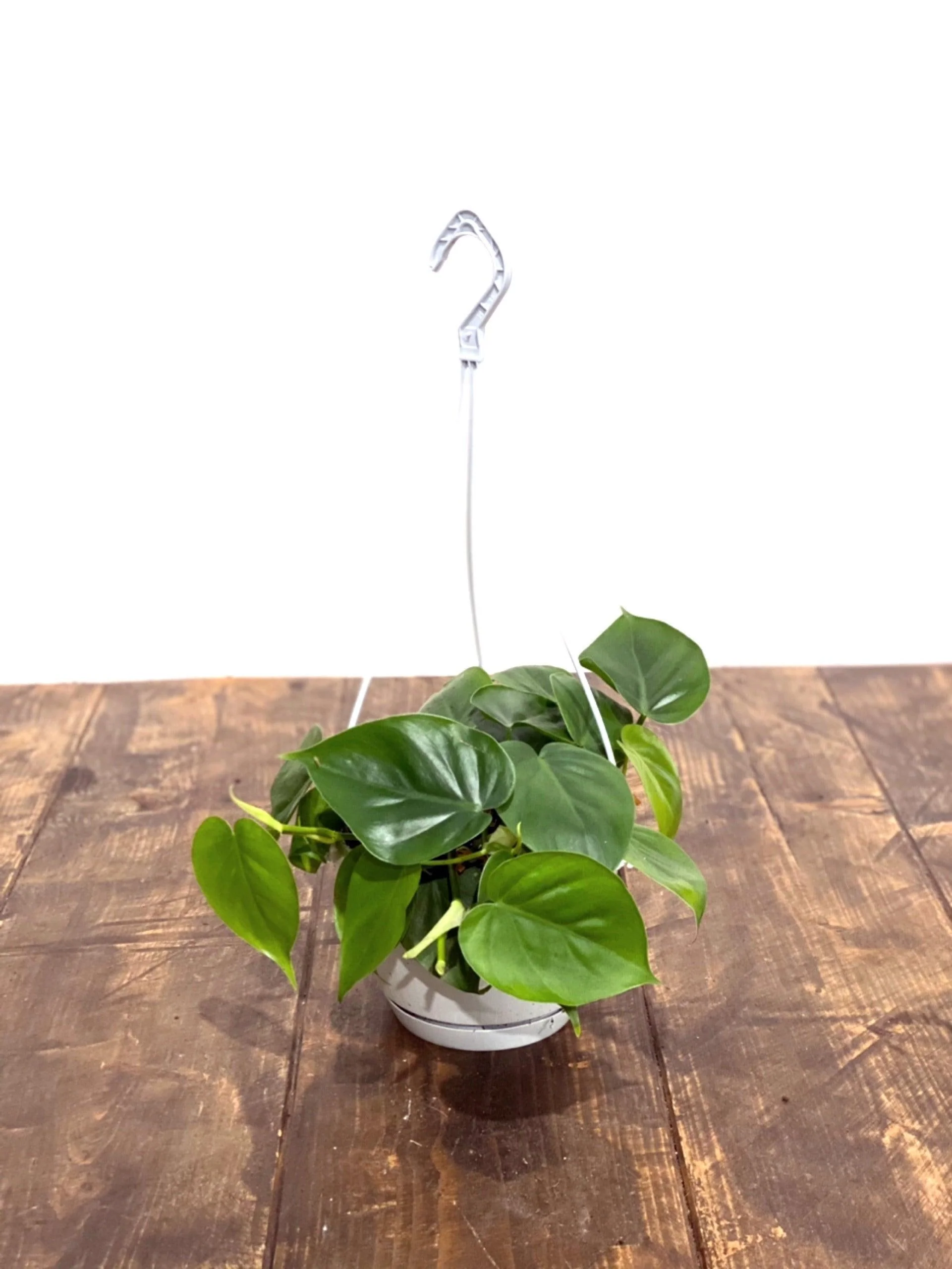 Philodendron Scandens - Image 4