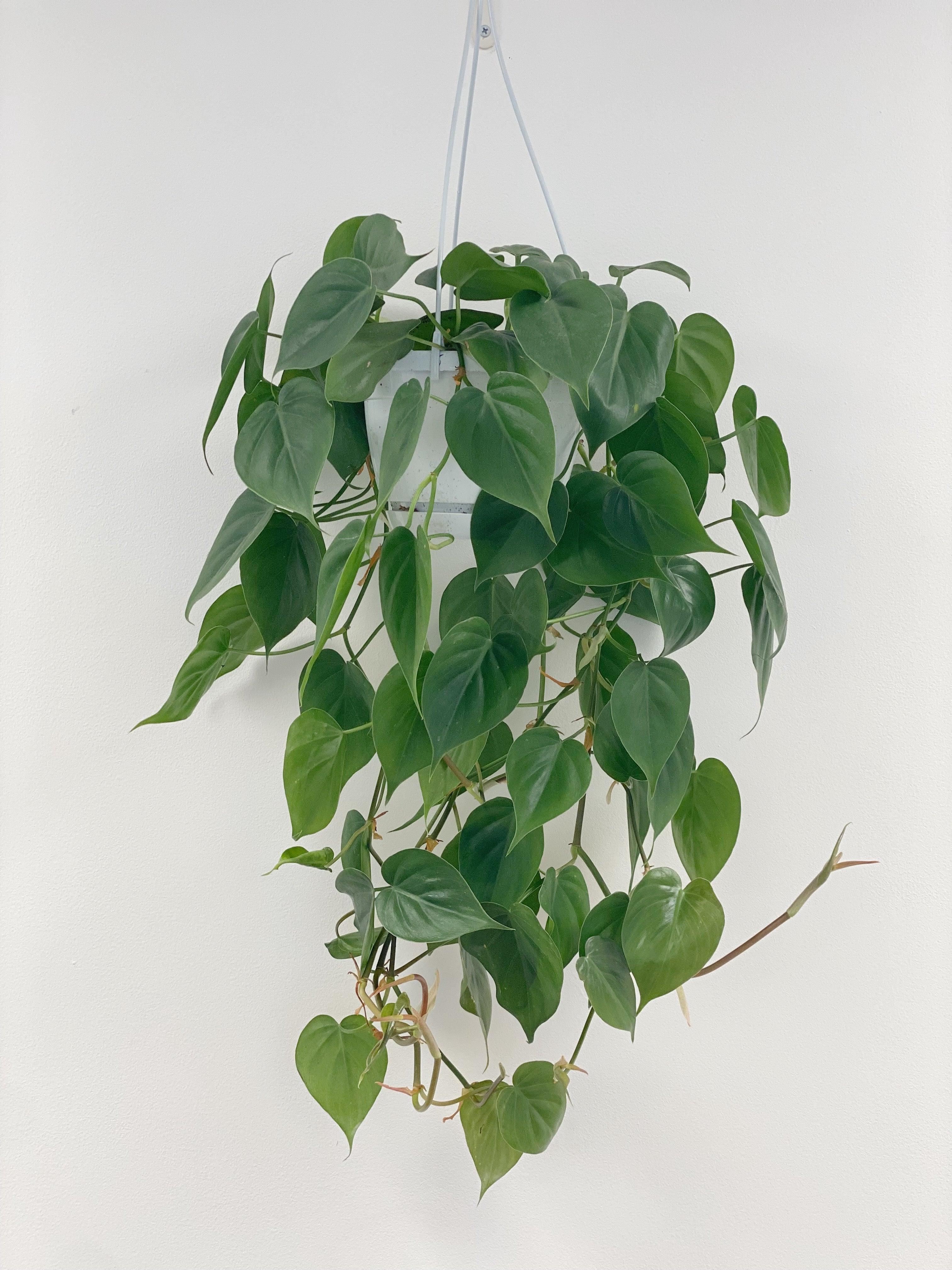 Philodendron Scandens - Image 5