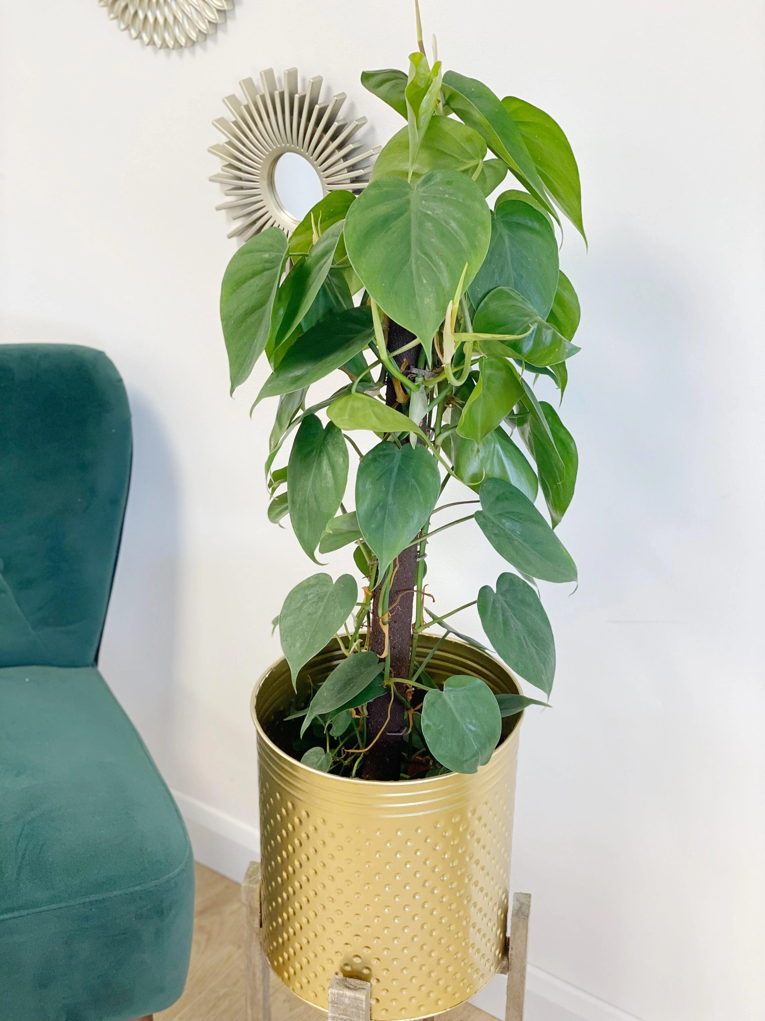 Philodendron Scandens - Image 6