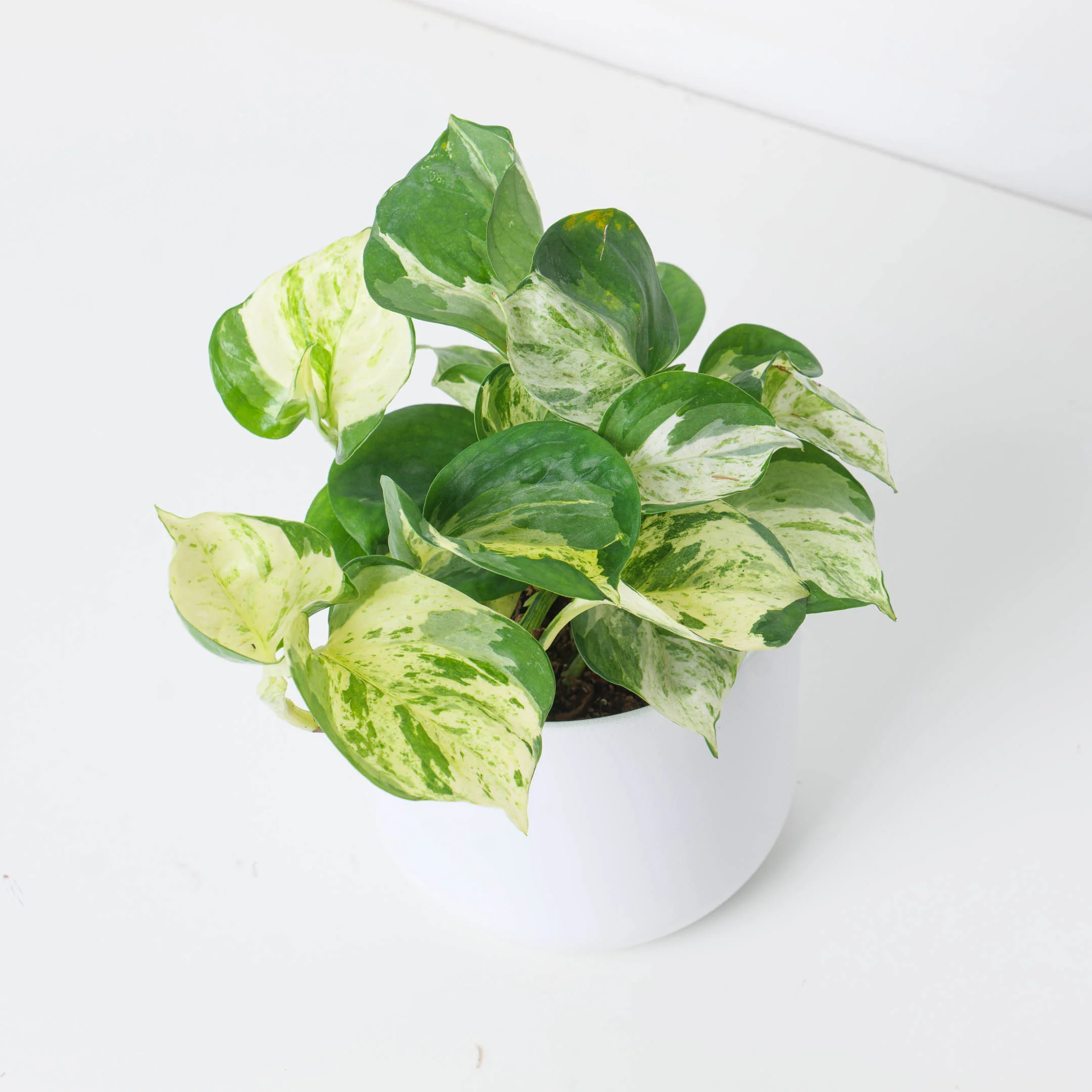Epipremnum Marble 'Apple'