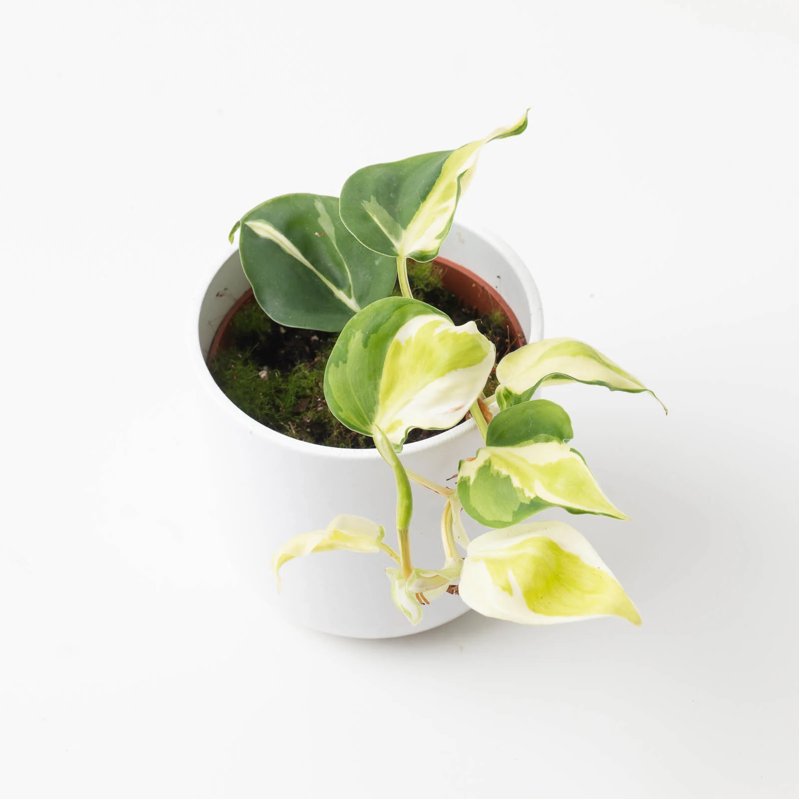Philodendron scandens 'Cream Splash'