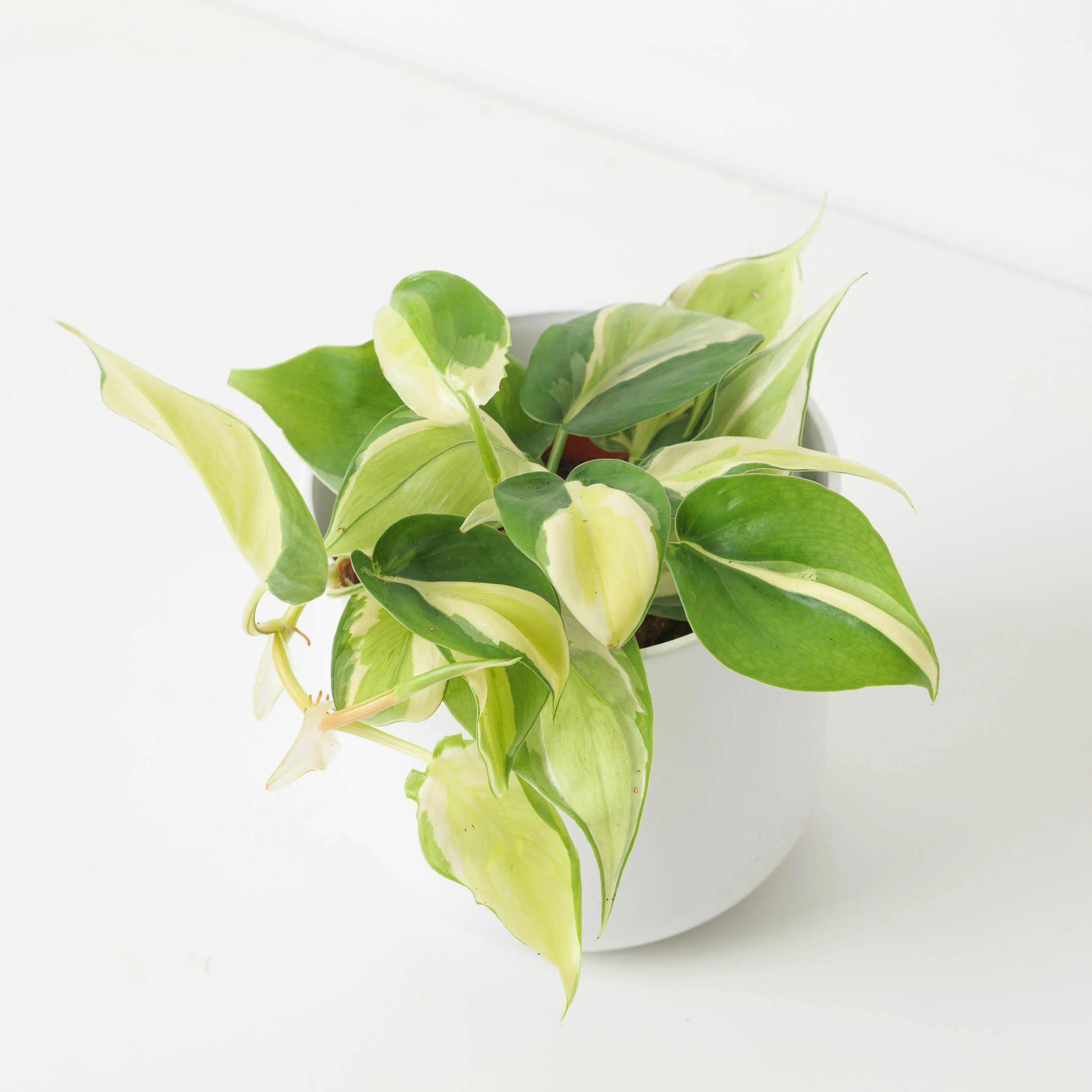 Philodendron scandens 'Rio'