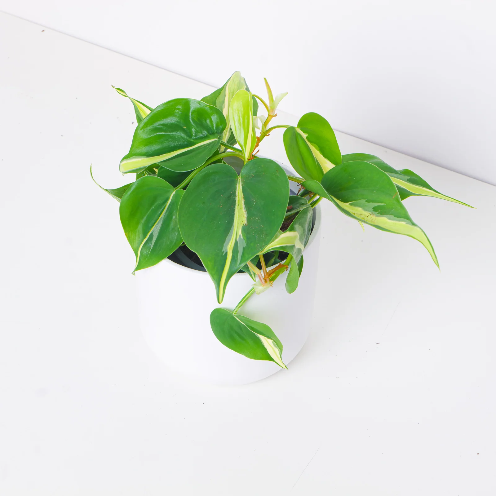 Philodendron scandens 'Silver Stripe'