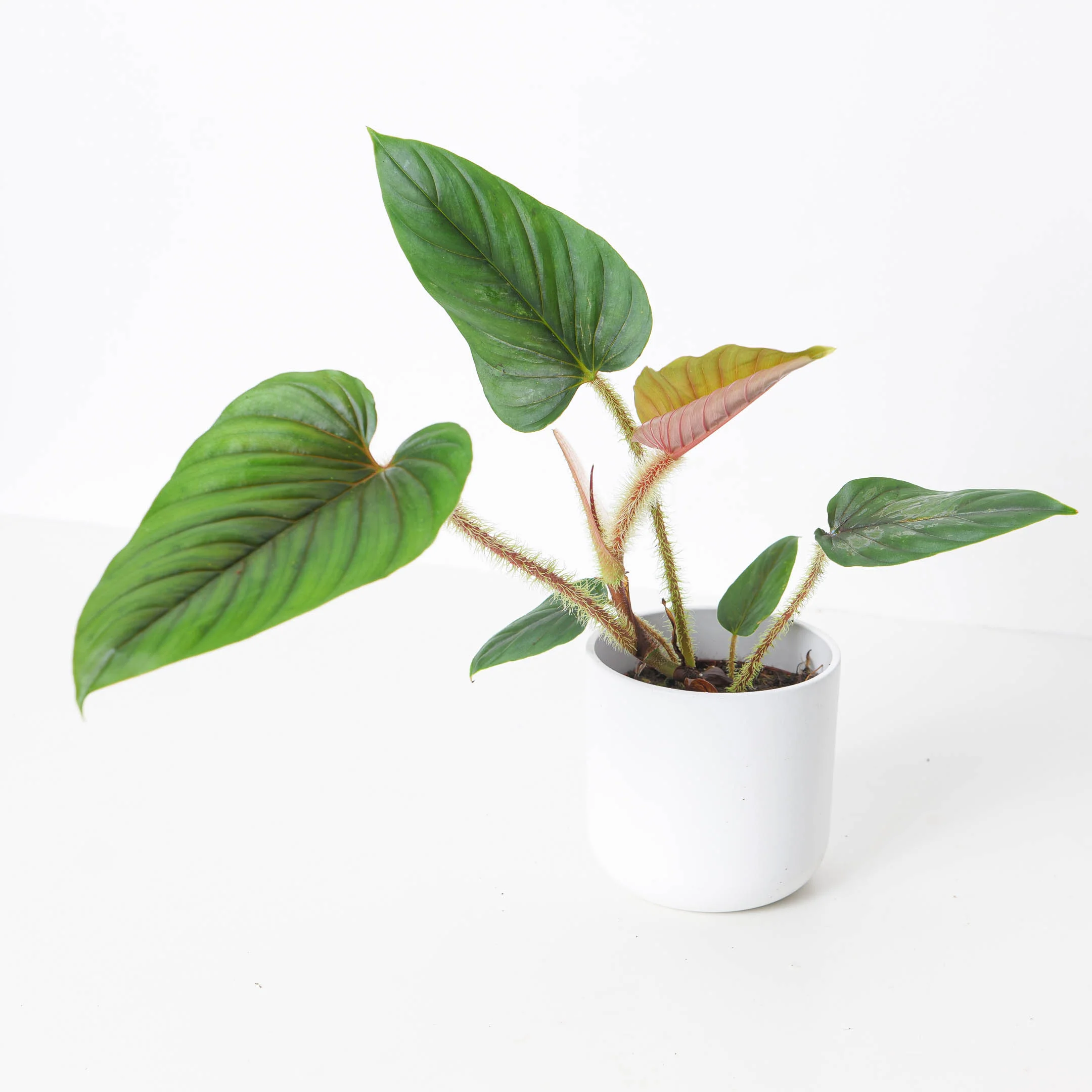 Philodendron serpens