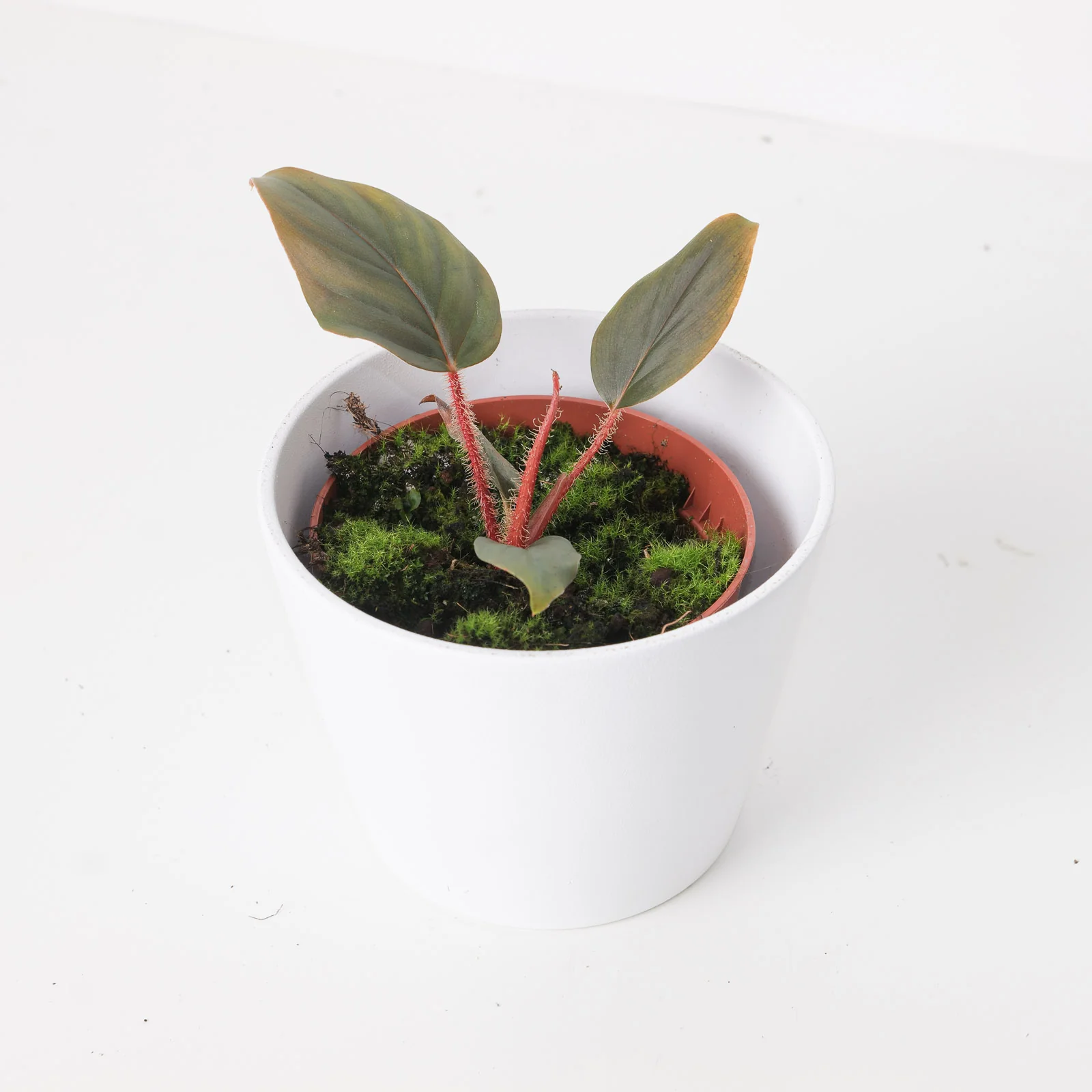 Philodendron serpens - Image 2