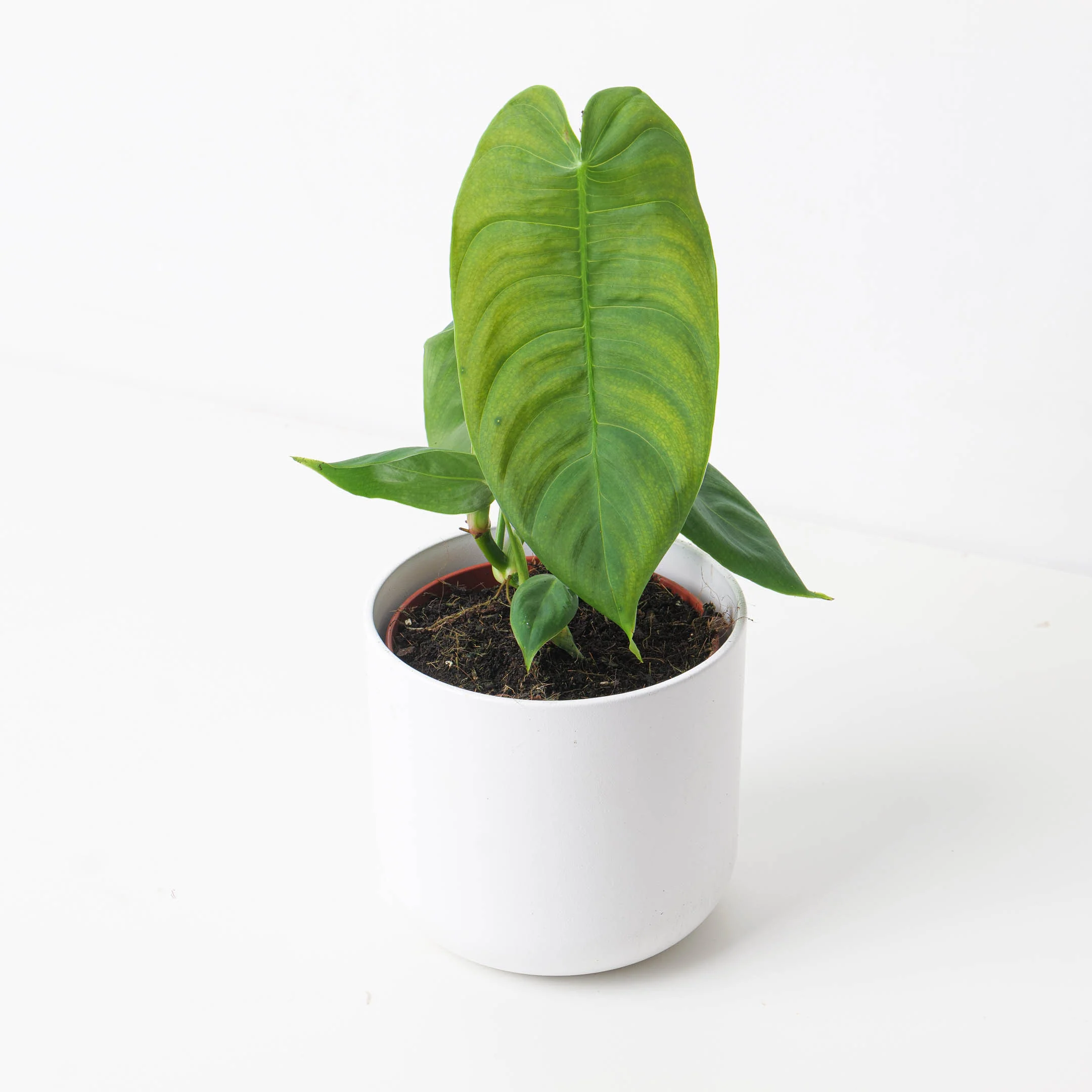 Philodendron sharoniae