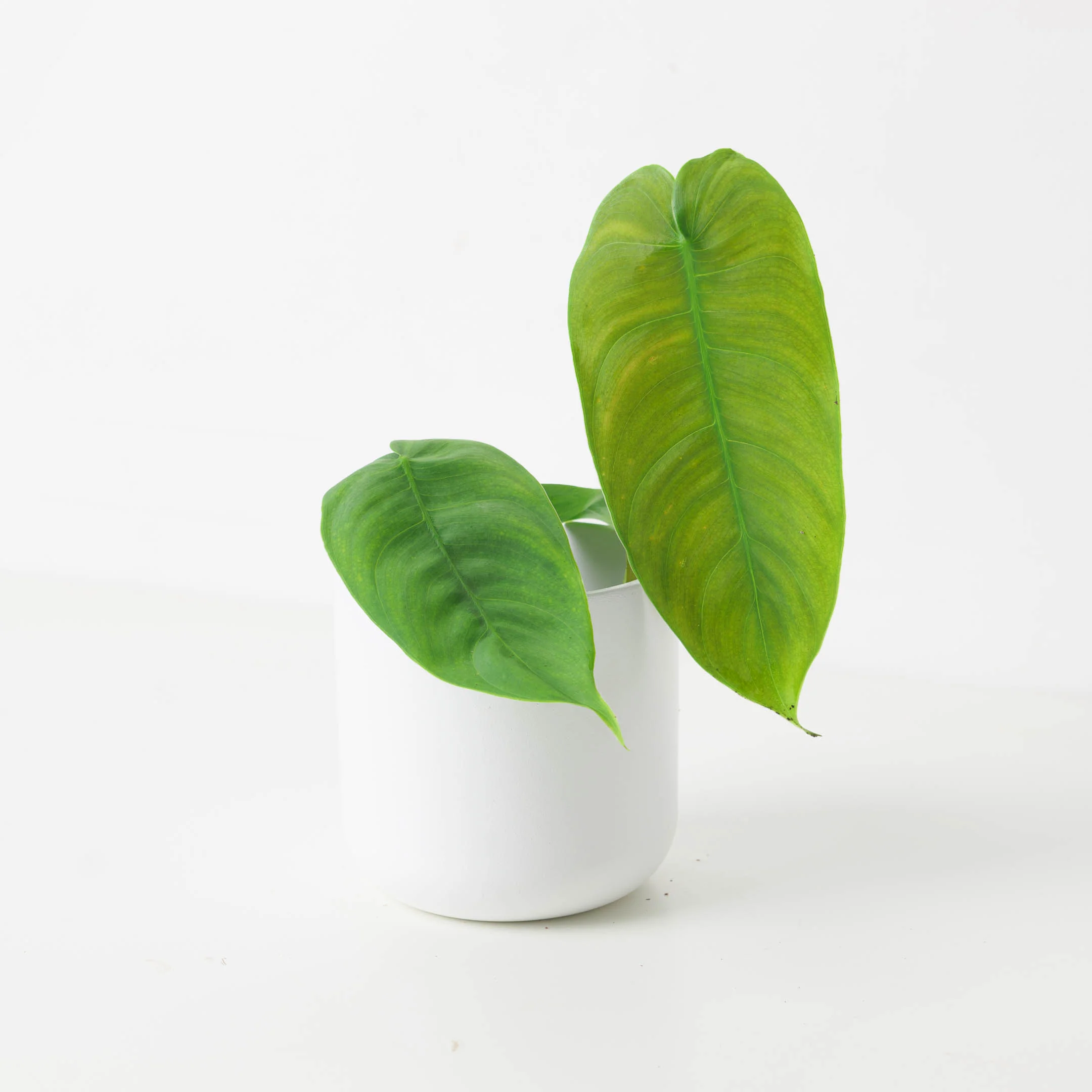 Philodendron sharoniae - Image 2