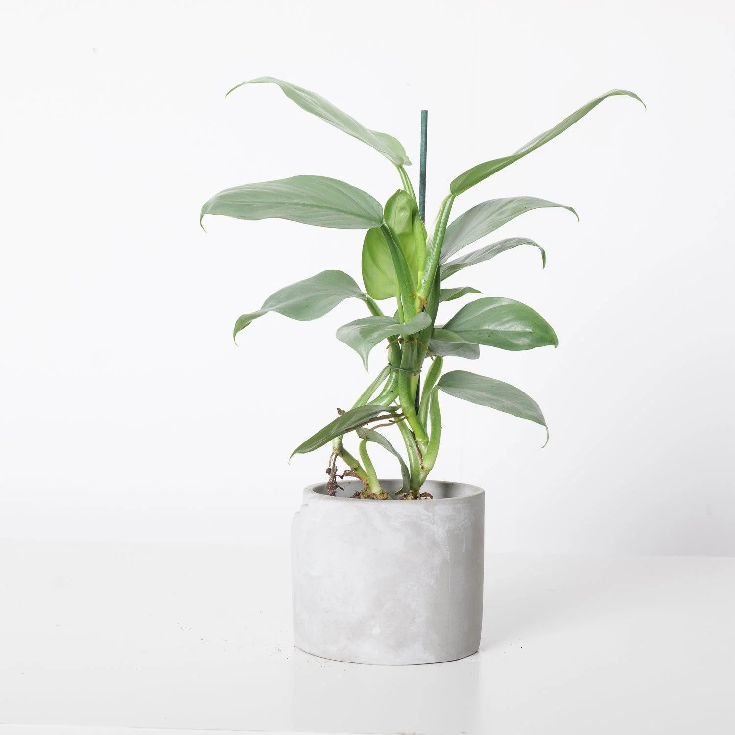 Philodendron Silver Sword