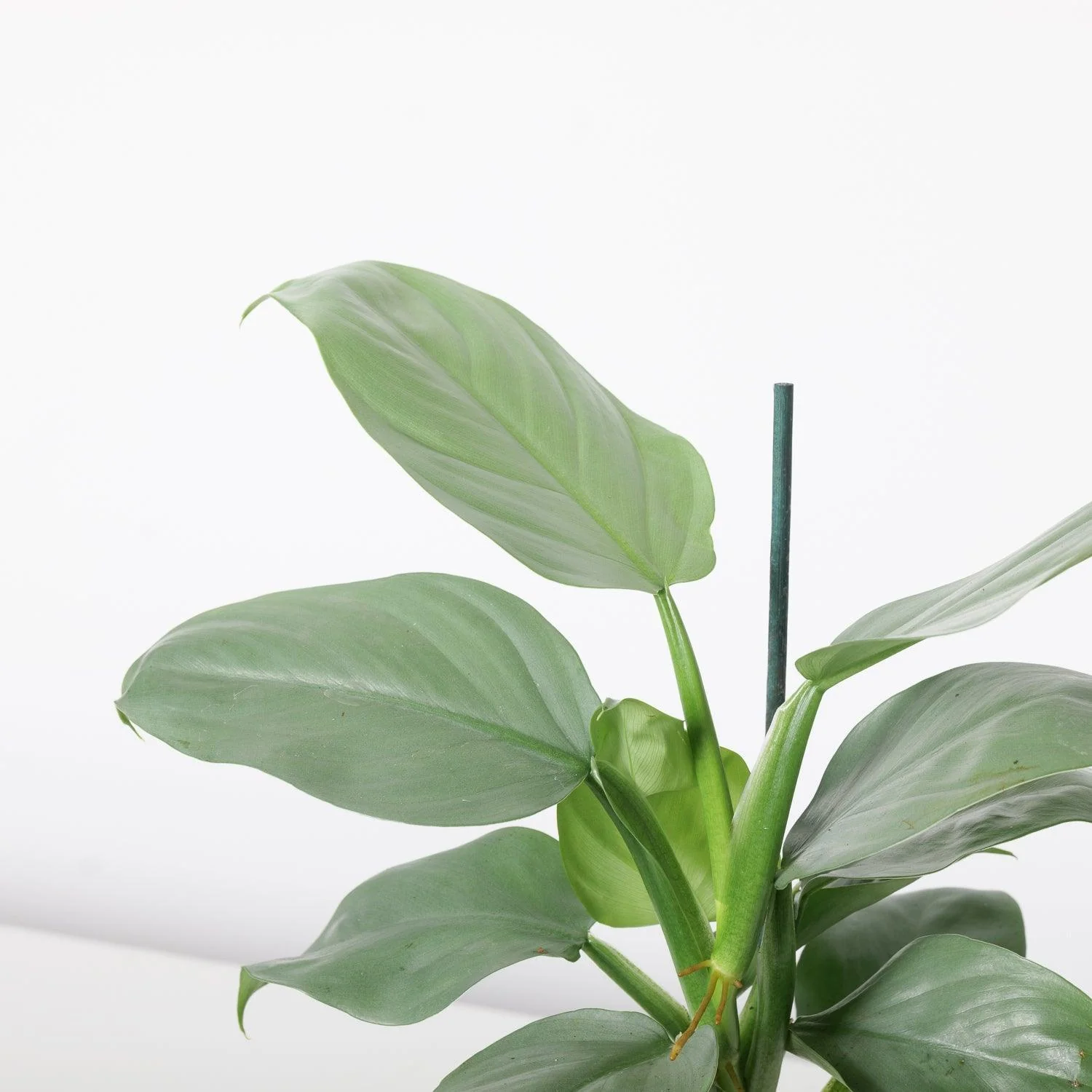 Philodendron Silver Sword - Image 2
