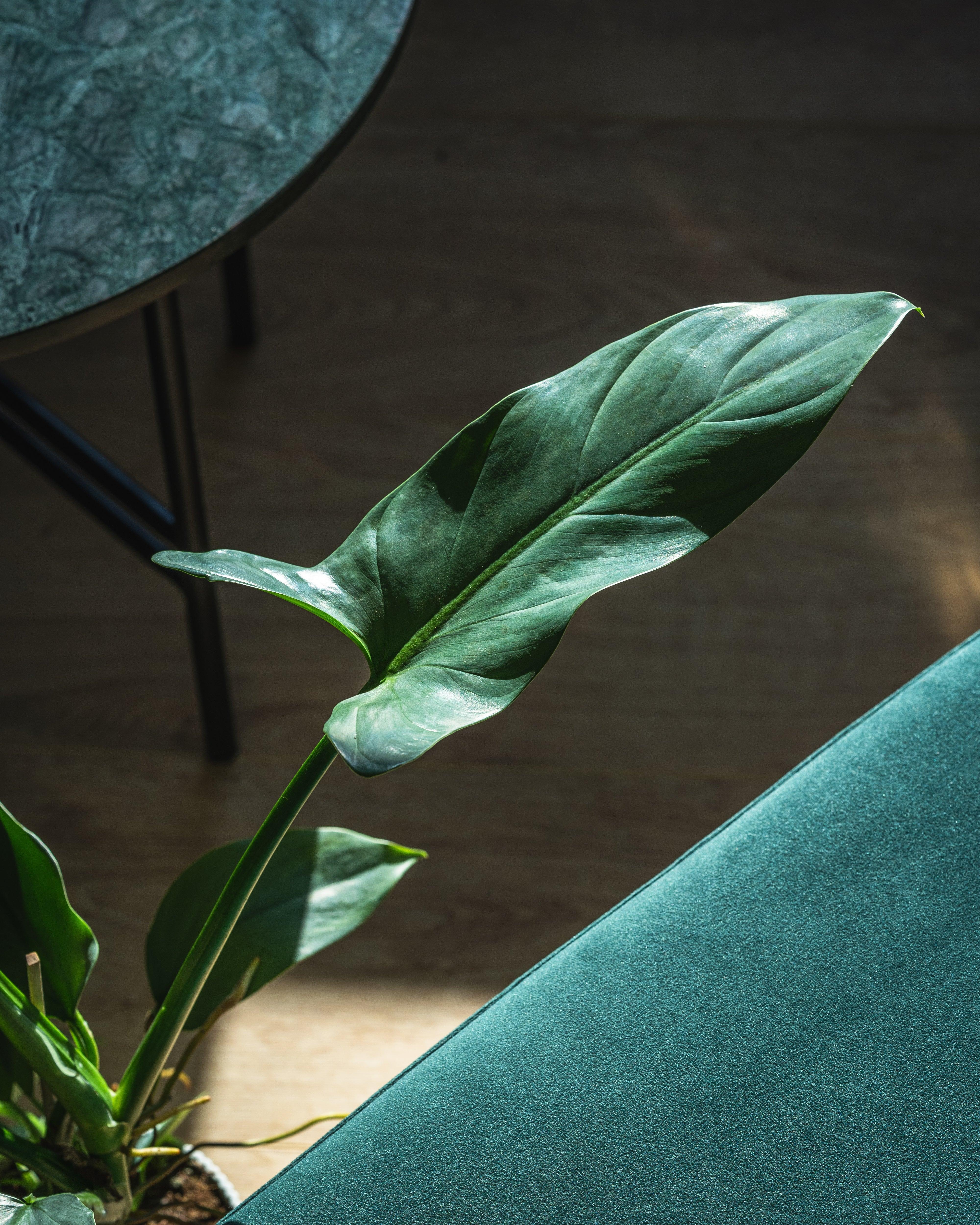 Philodendron Silver Sword - Image 3